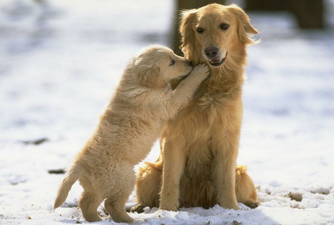 Golden Retrievers Winter Wallpapers Wallpaper Cave