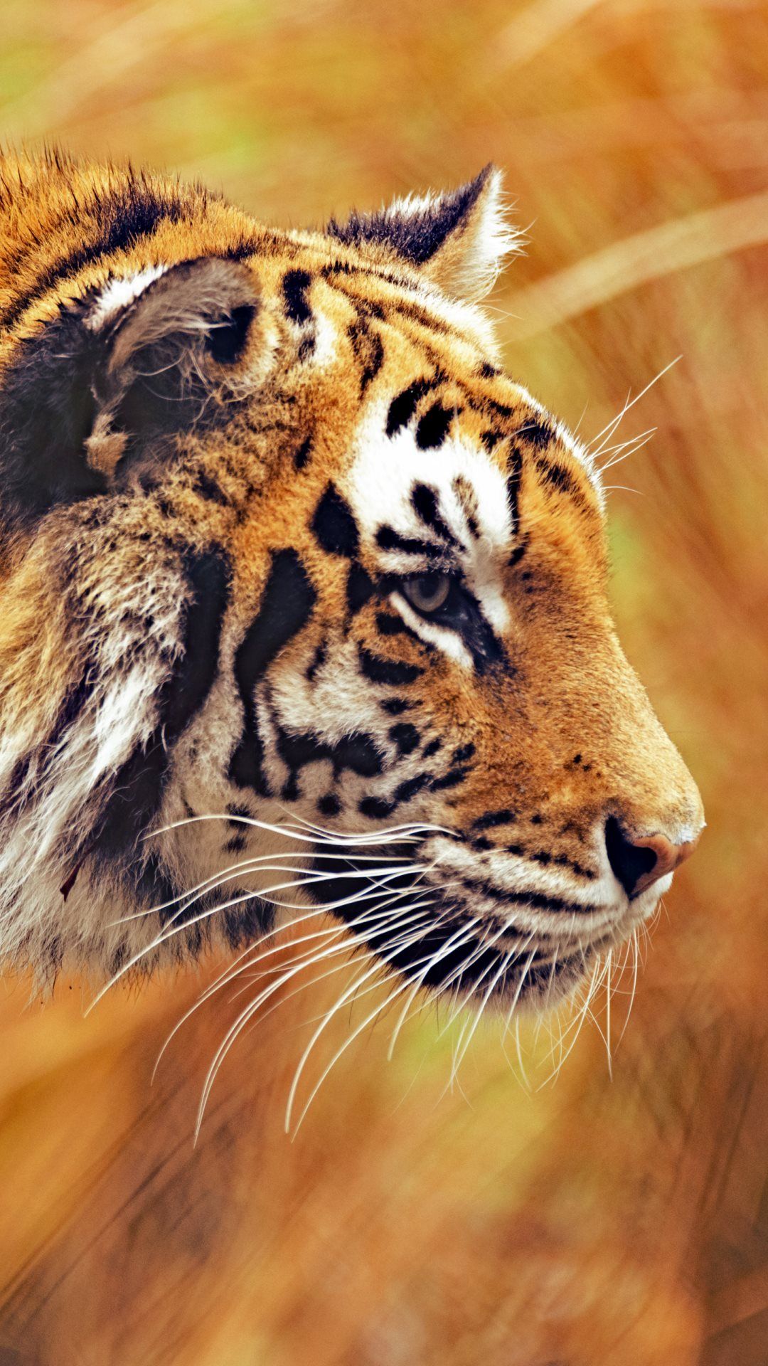 Tiger HD iPhone Wallpapers Wallpaper Cave