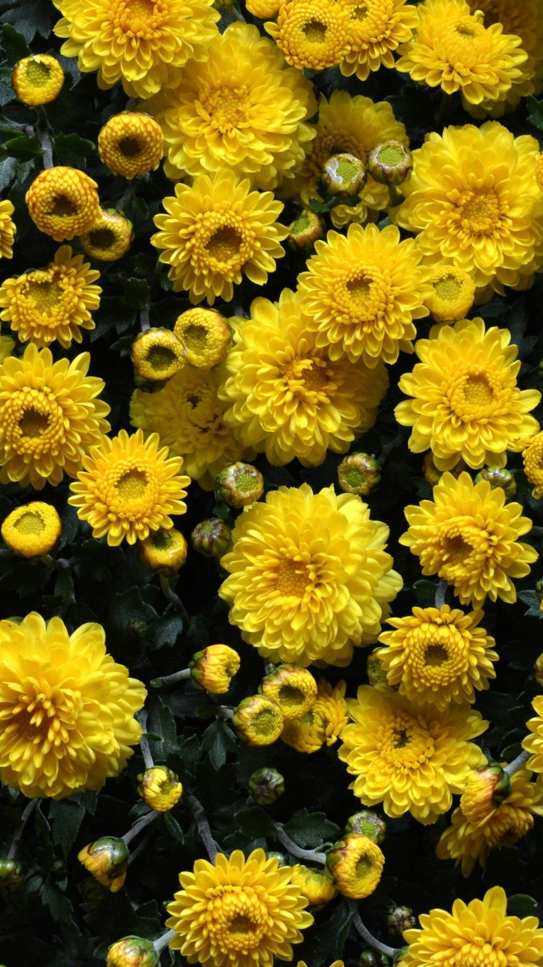 Yellow Flowers iPhone Wallpapers Wallpaper Cave