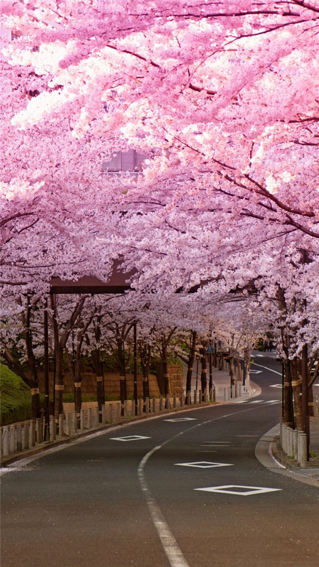 Japanese Cherry Blossom Wallpapers Wallpaper Cave