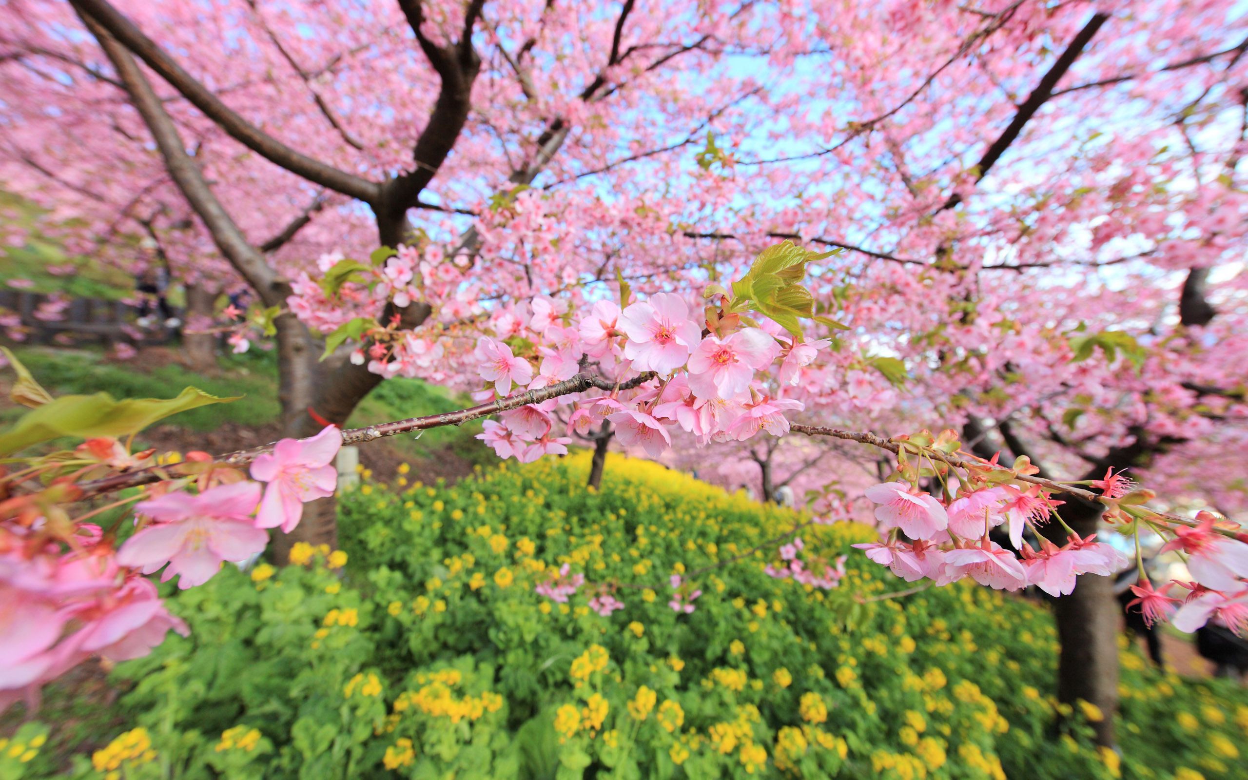Japanese Cherry Blossom Wallpapers Wallpaper Cave