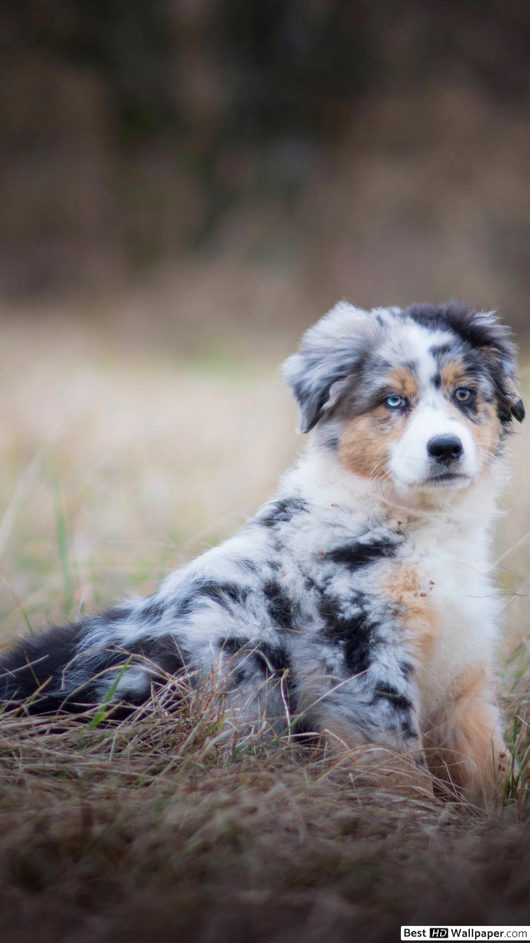 Australian Shepherd Puppy Wallpapers Wallpaper Cave