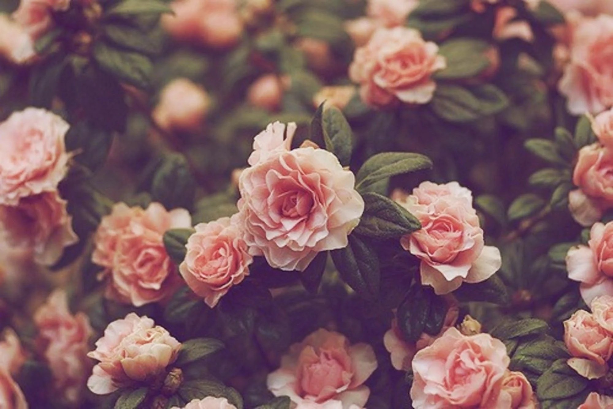 Vintage Aesthetic Pink Rose Wallpapers Wallpaper Cave