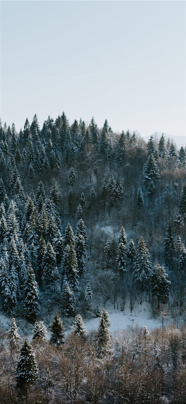 Winter Forest Phone Wallpapers Wallpaper Cave