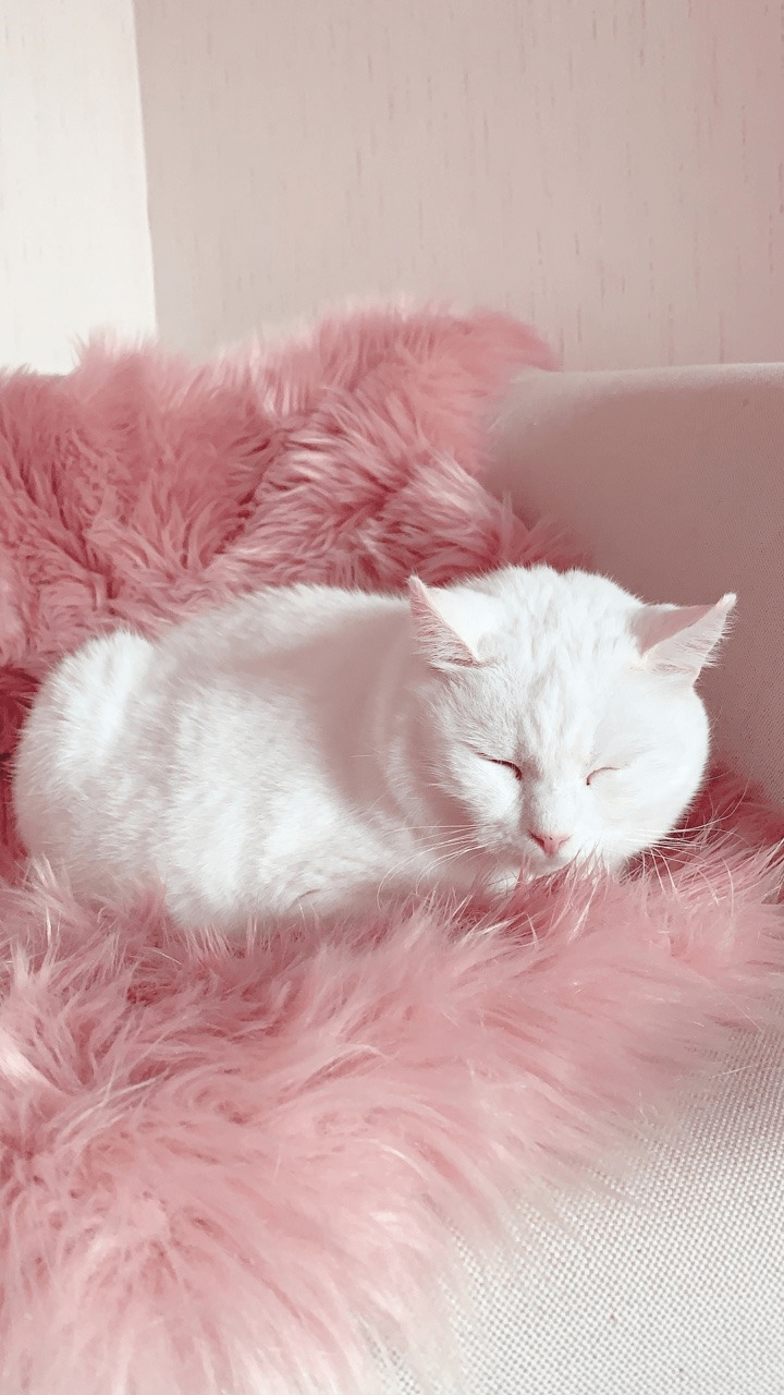 Pink Aesthetic Wallpaper Cats Goimages Quack