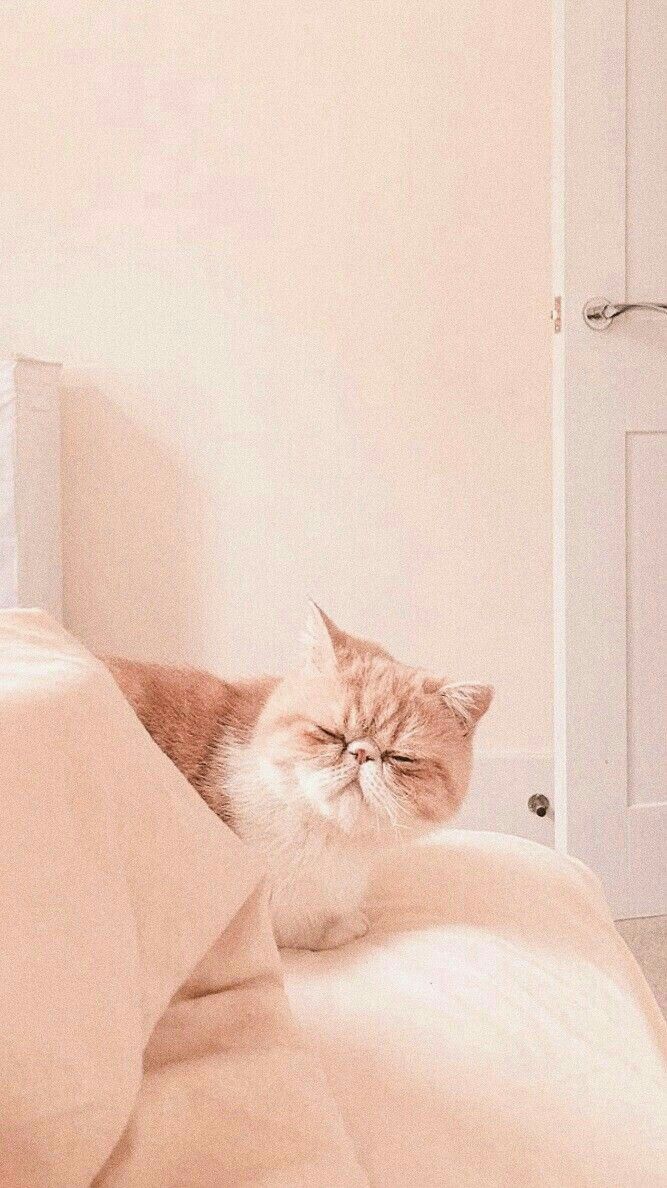 Aesthetic Cute Baby Cat Wallpapers Wallpaper Cave