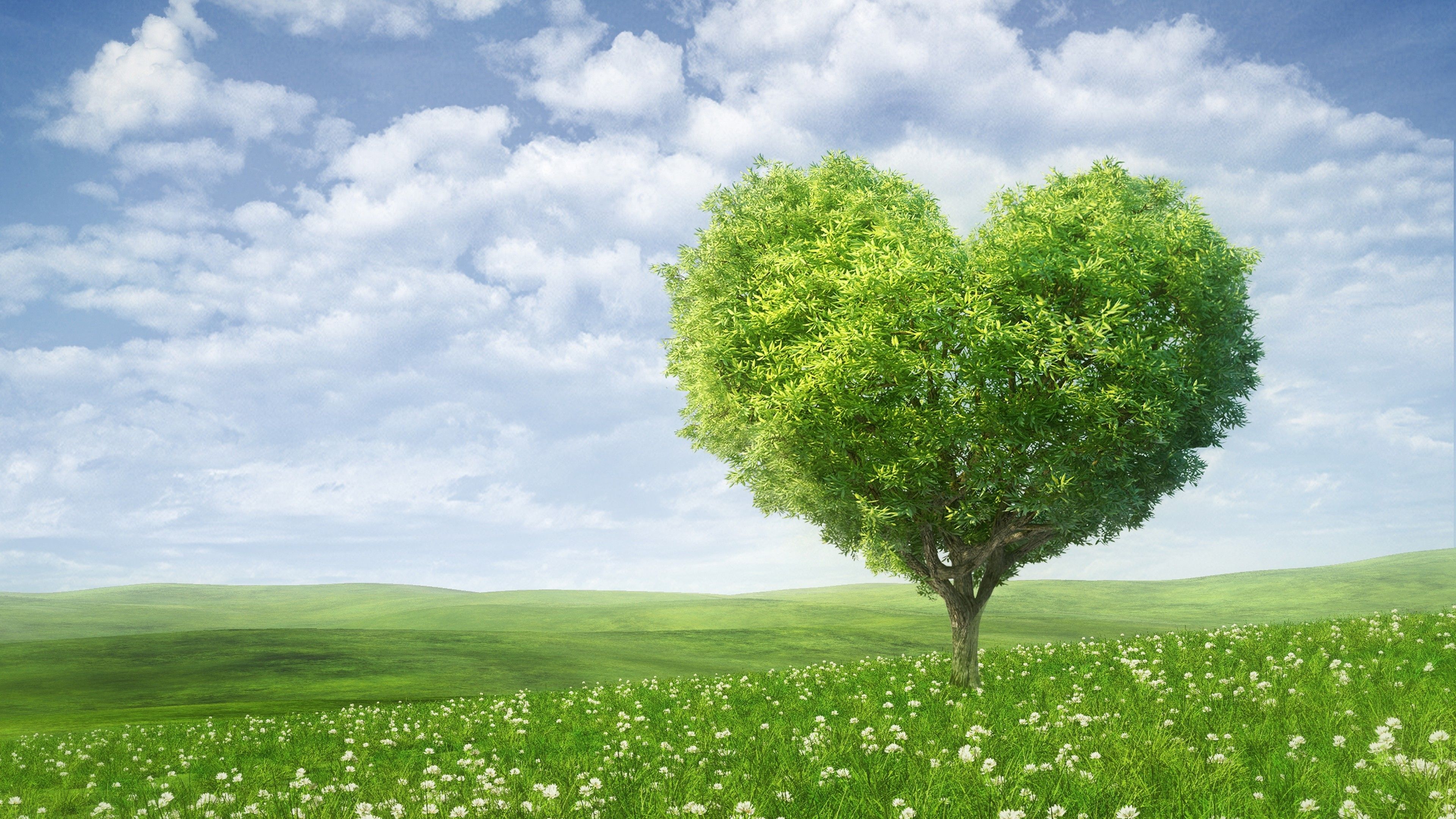 Heart Tree Wallpapers Wallpaper Cave