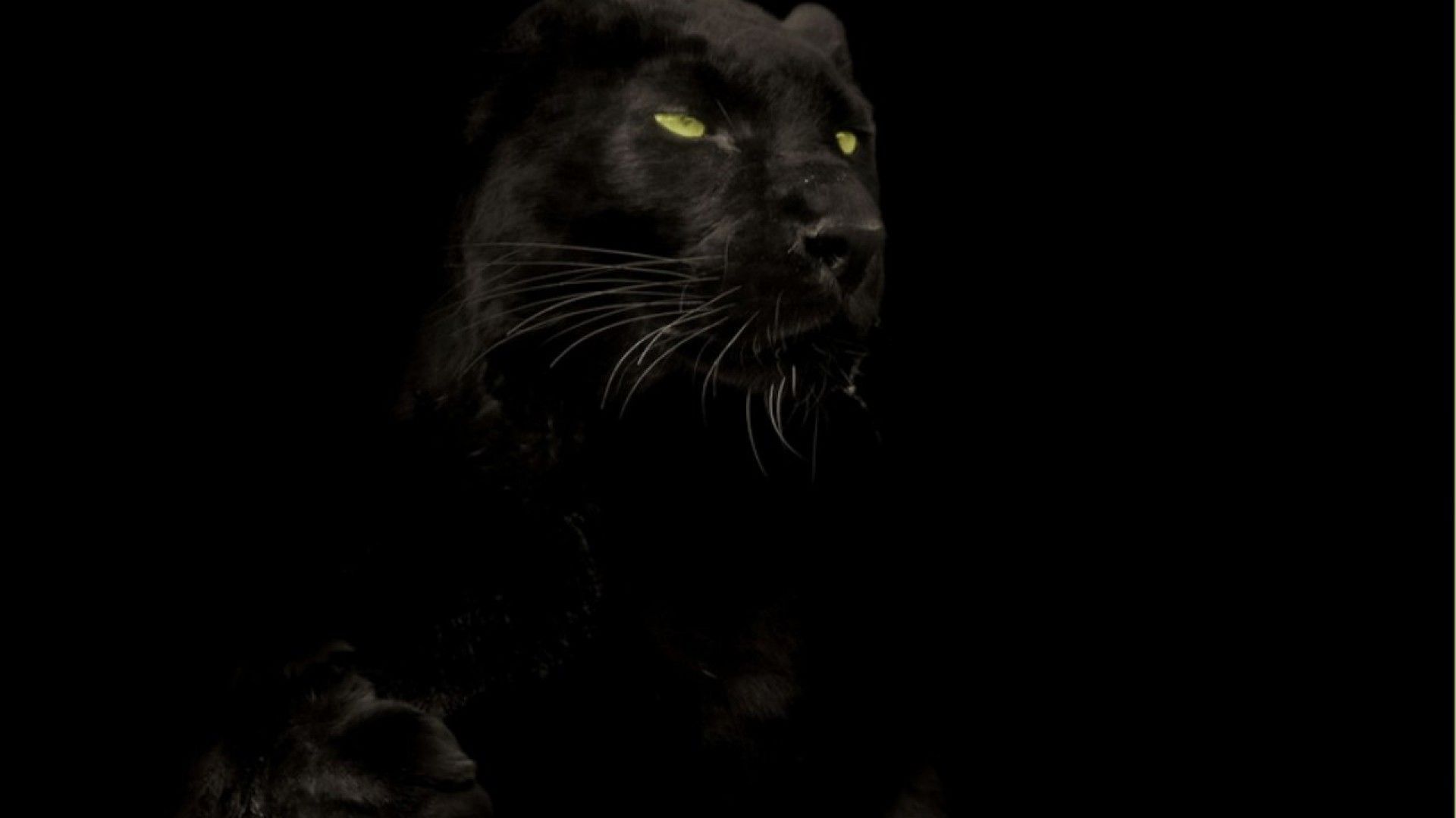 Black Panther Big Cat Wallpapers Wallpaper Cave