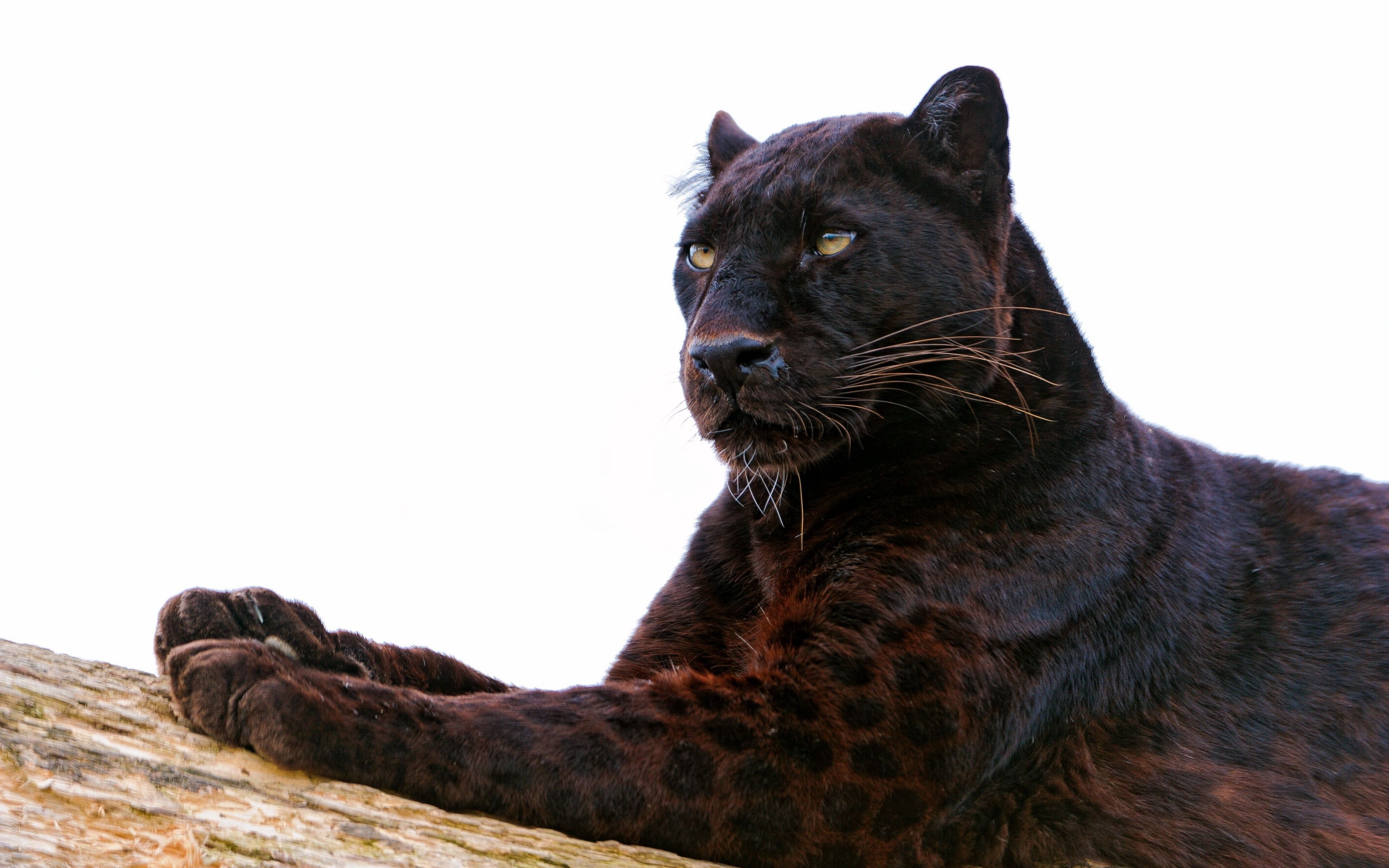 Black Panther Big Cat Wallpapers Wallpaper Cave