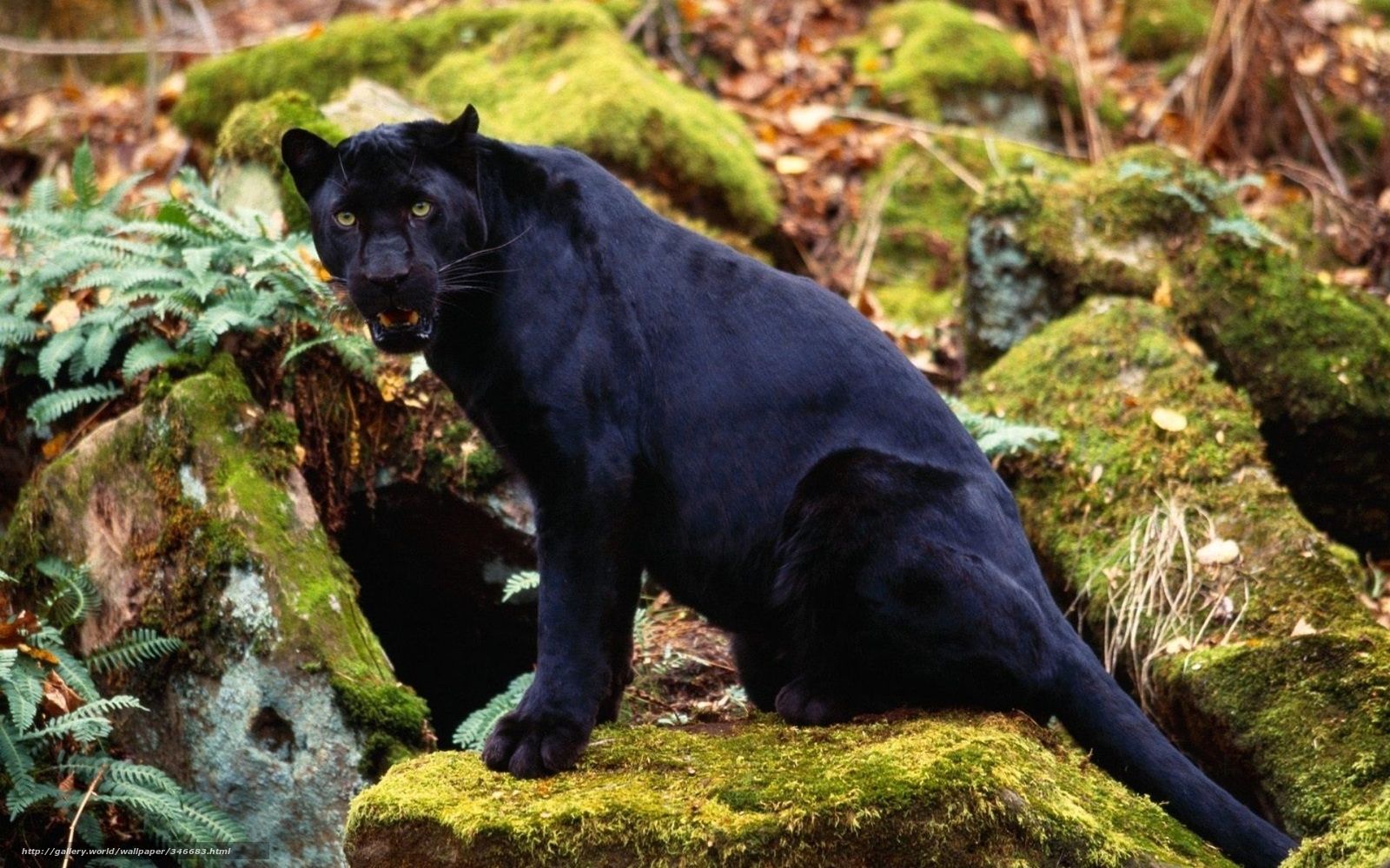 Black Panther Big Cat Wallpapers Wallpaper Cave