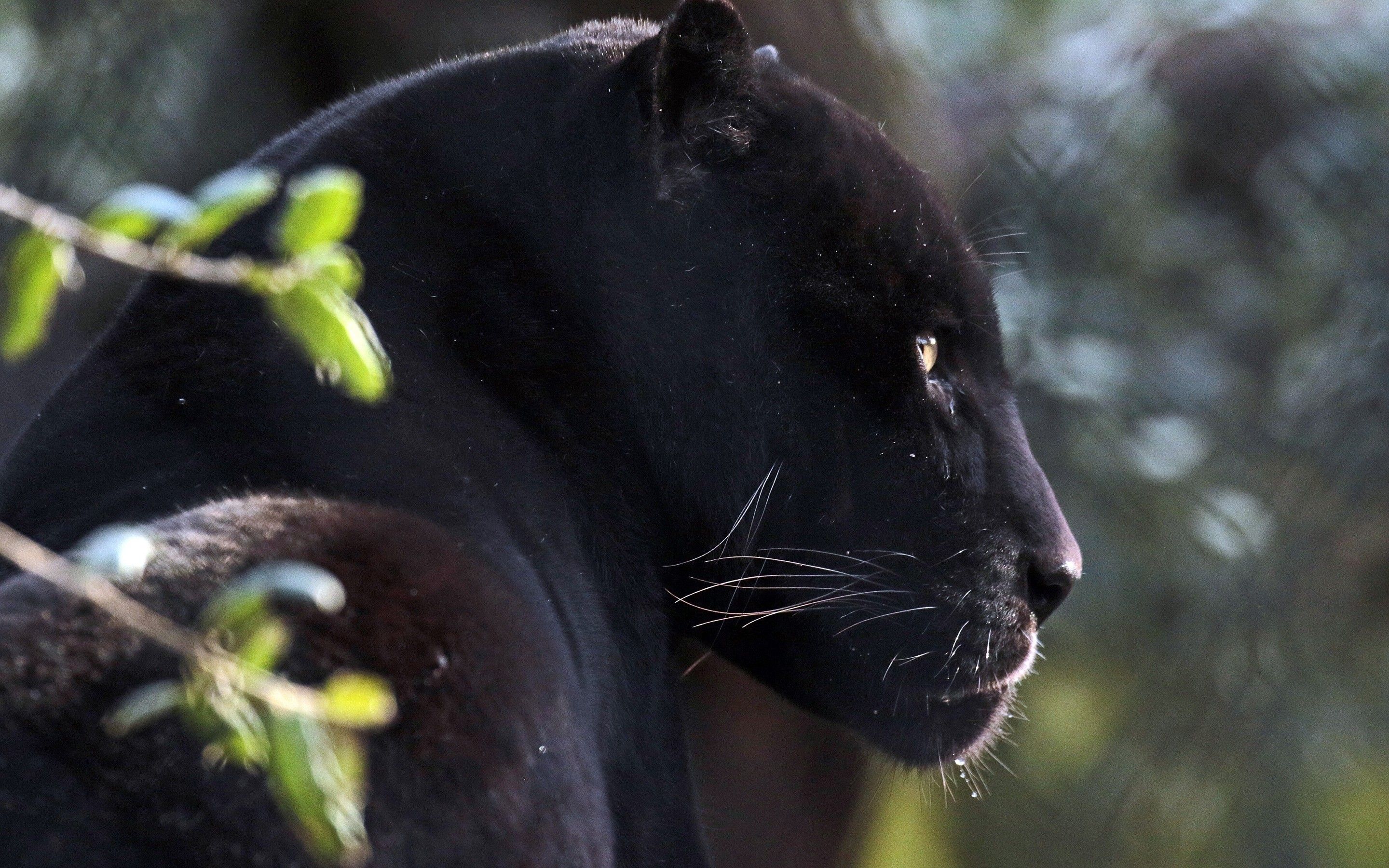 Black Panther Big Cat Wallpapers Wallpaper Cave