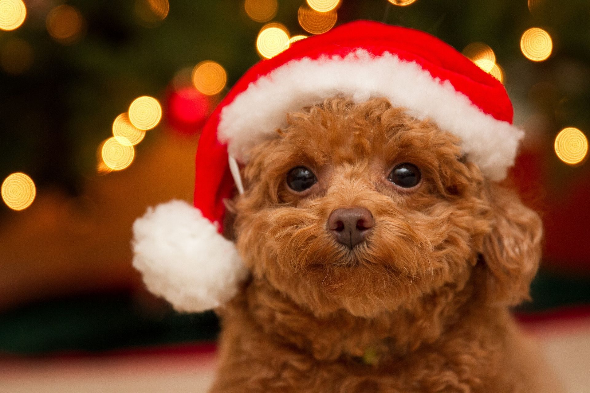 Puppies Christmas Wallpapers Wallpaper Cave