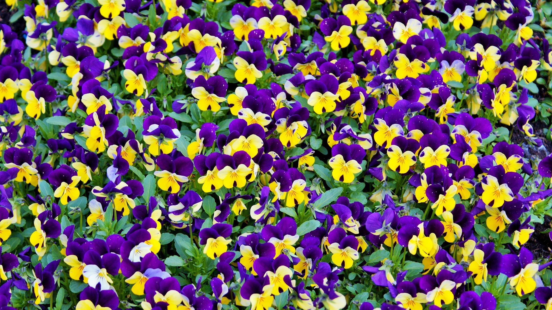 Purple And Yellow Wallpapers Wallpaper Cave