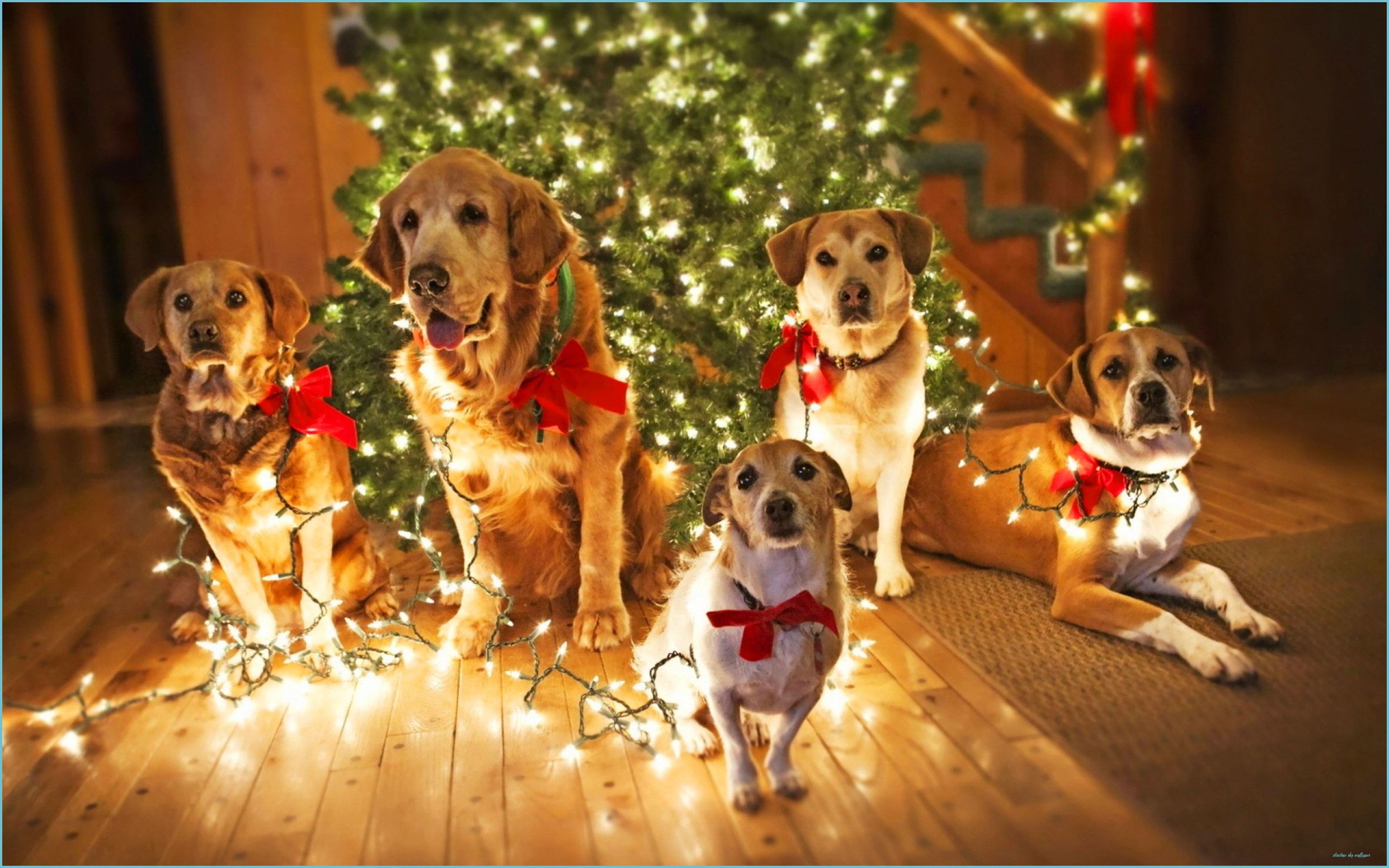 Cute Christmas Animal Wallpapers Wallpaper Cave