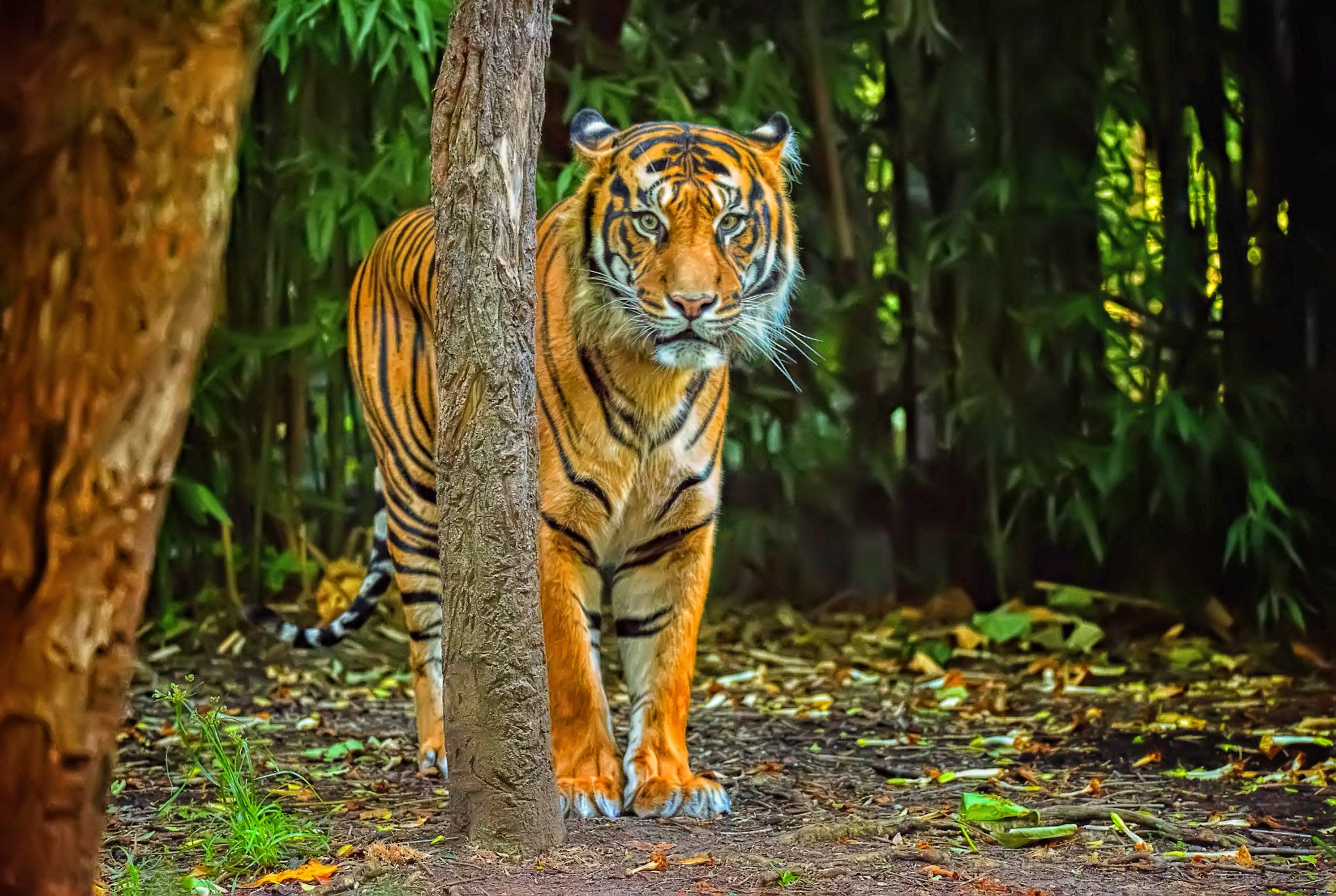 HD PicsArt Wallpapers Wallpaper Cave