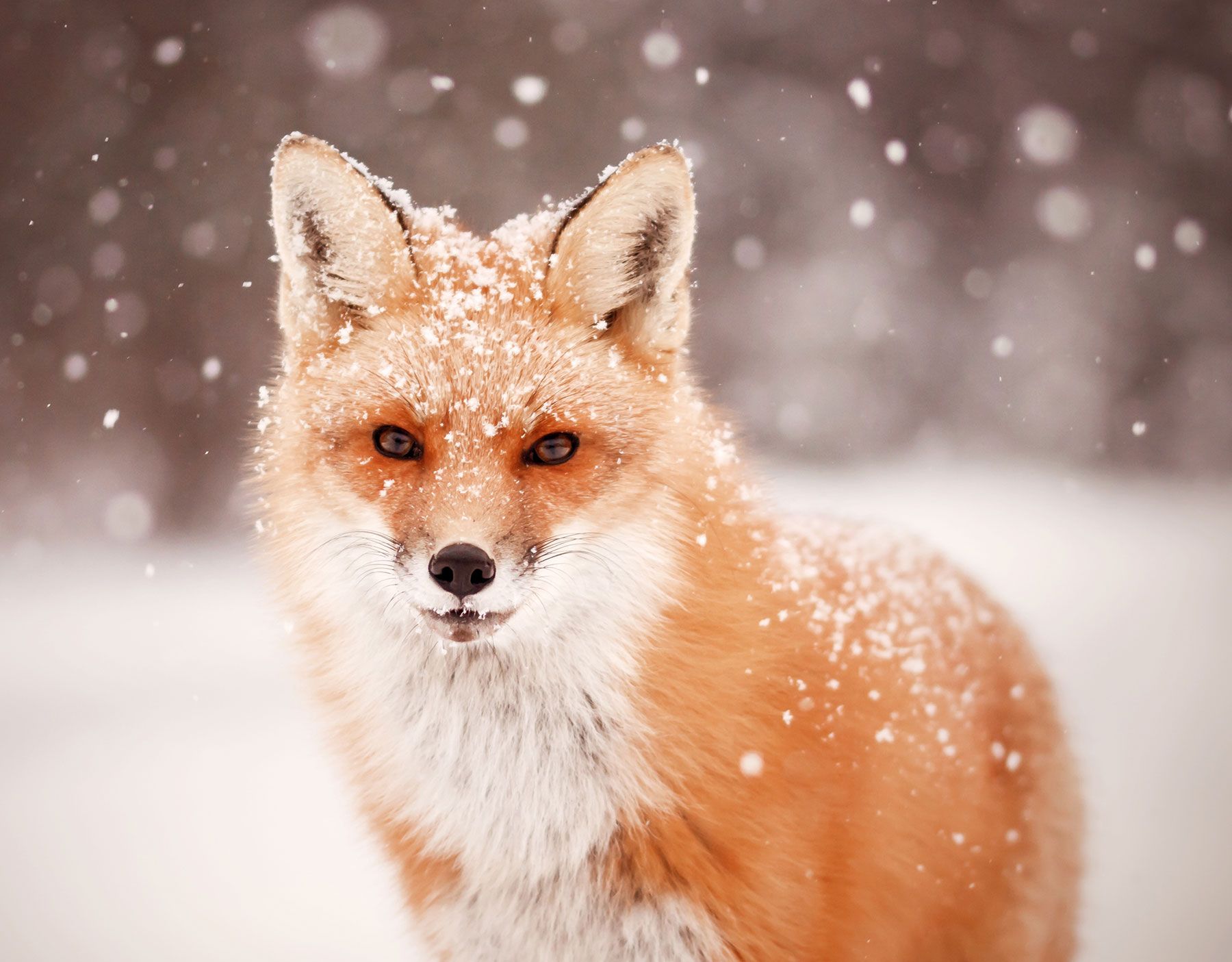 Winter Baby Fox Wallpapers Wallpaper Cave