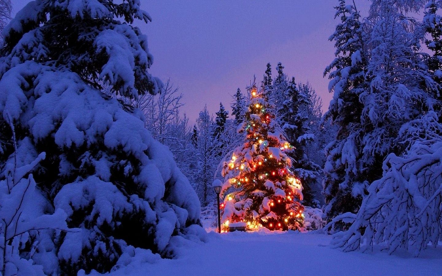 Christmas Trees Snow Wallpapers Wallpaper Cave