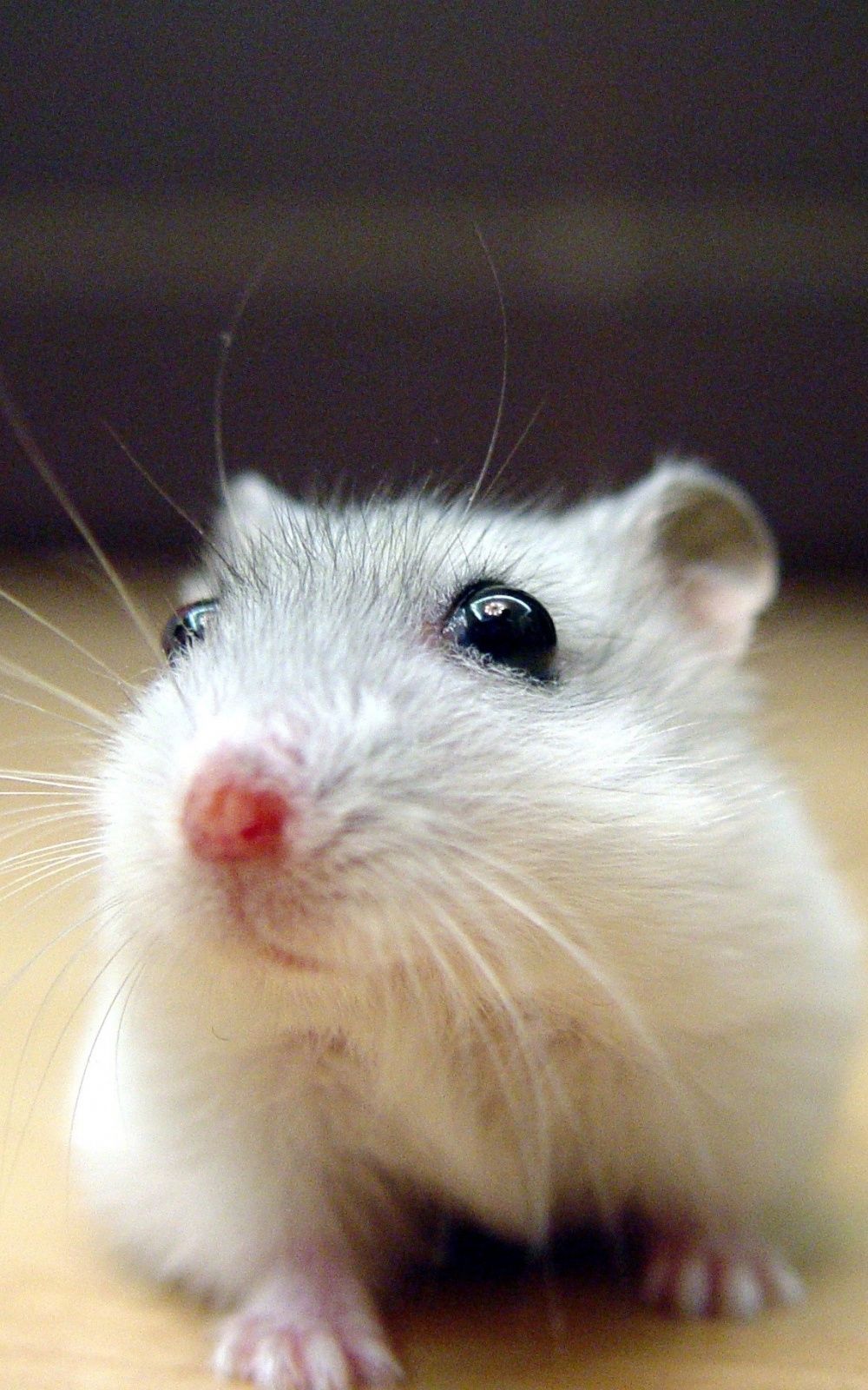 Black And White Hamster Wallpapers Wallpaper Cave