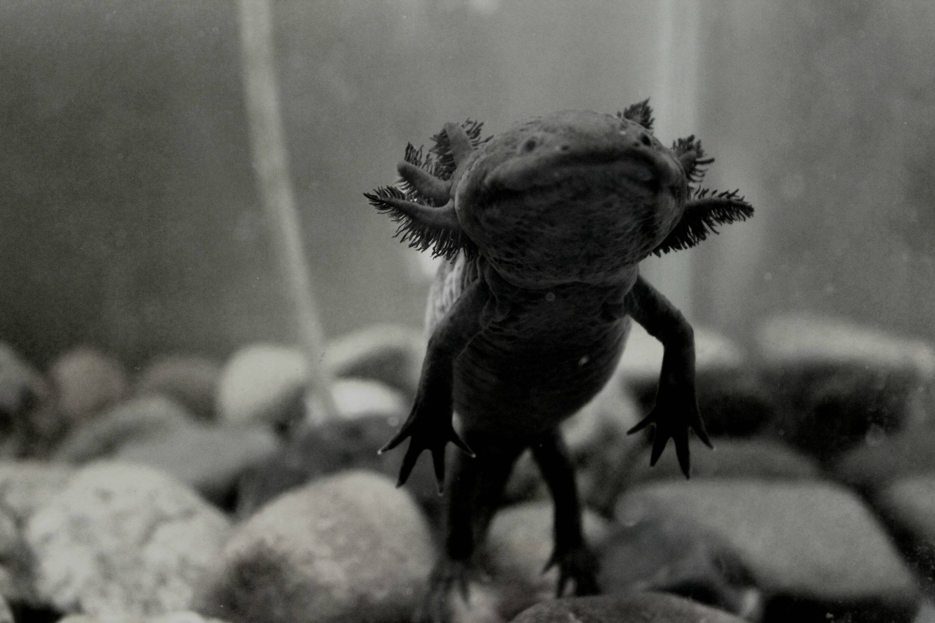Black Axolotl
