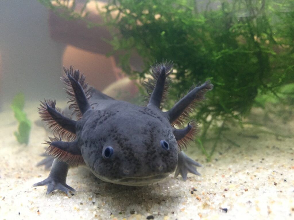 Adorable Axolotls Wallpapers Wallpaper Cave