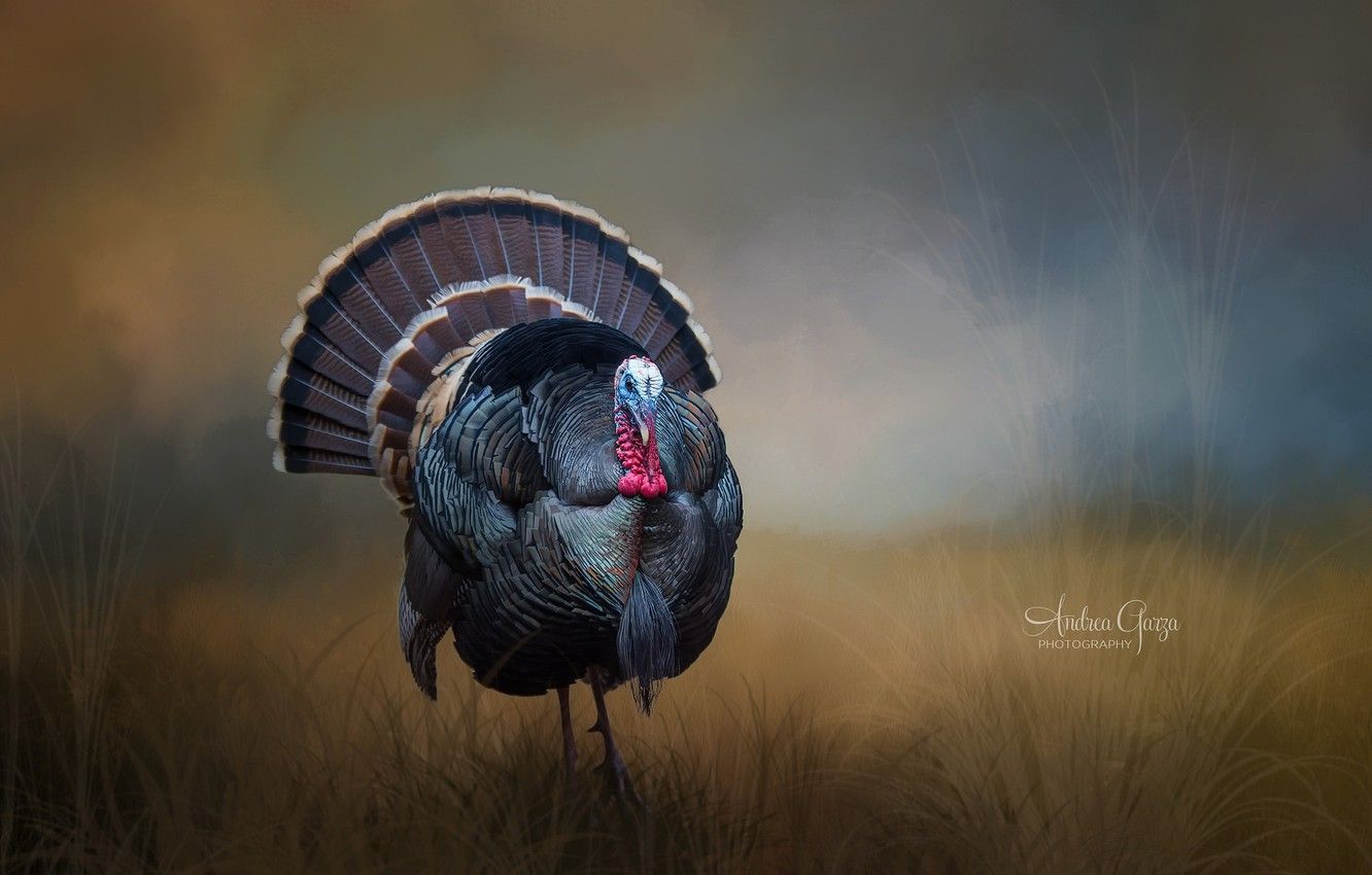 Animal Turkey Wallpapers Wallpaper Cave