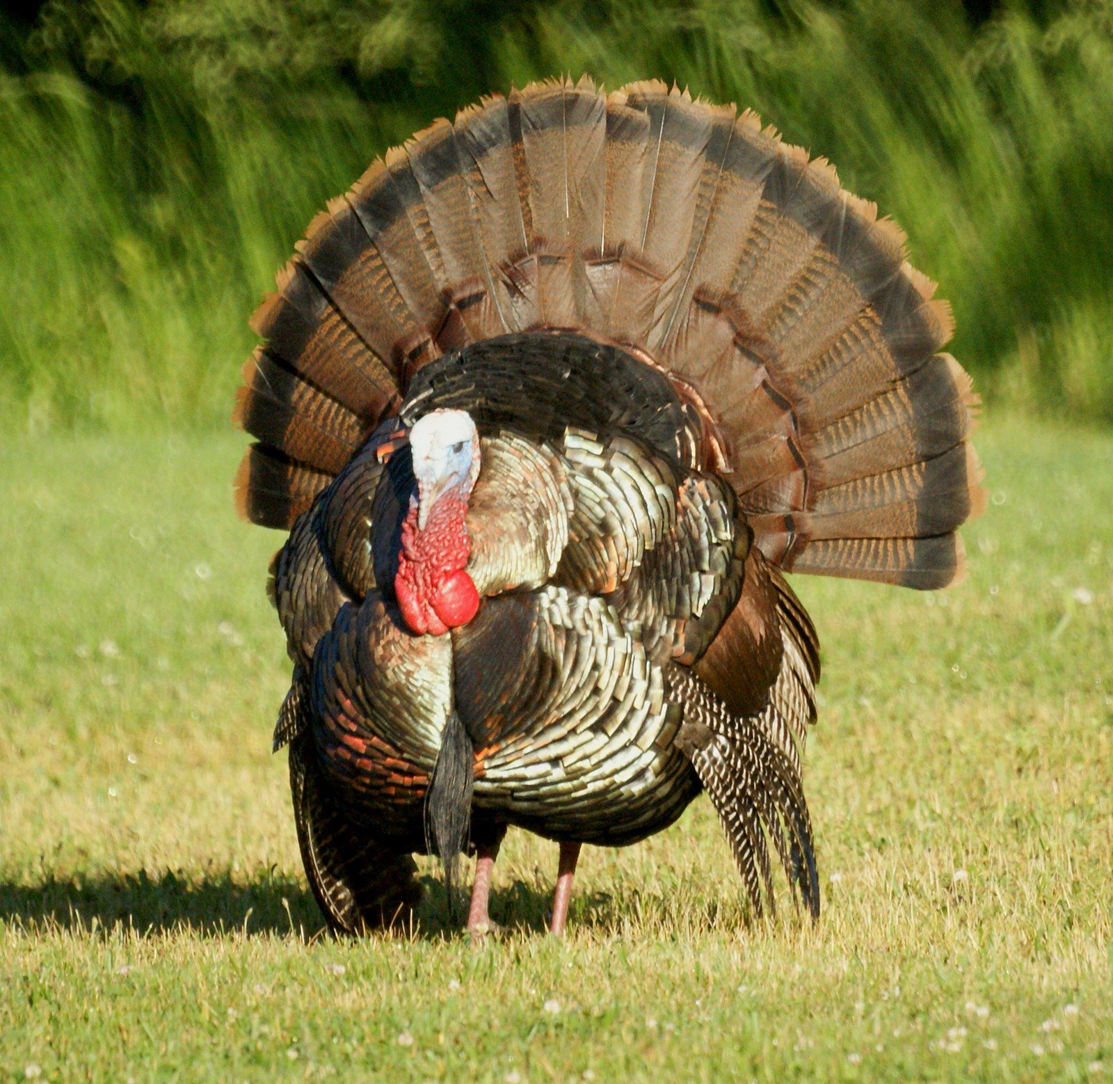 Animal Turkey Wallpapers Wallpaper Cave
