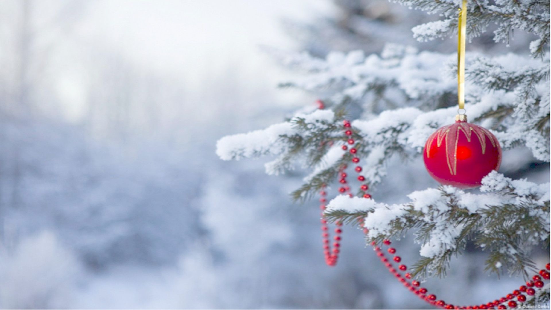 Christmas Tree Outdoor Winter Wallpapers Wallpaper Cave