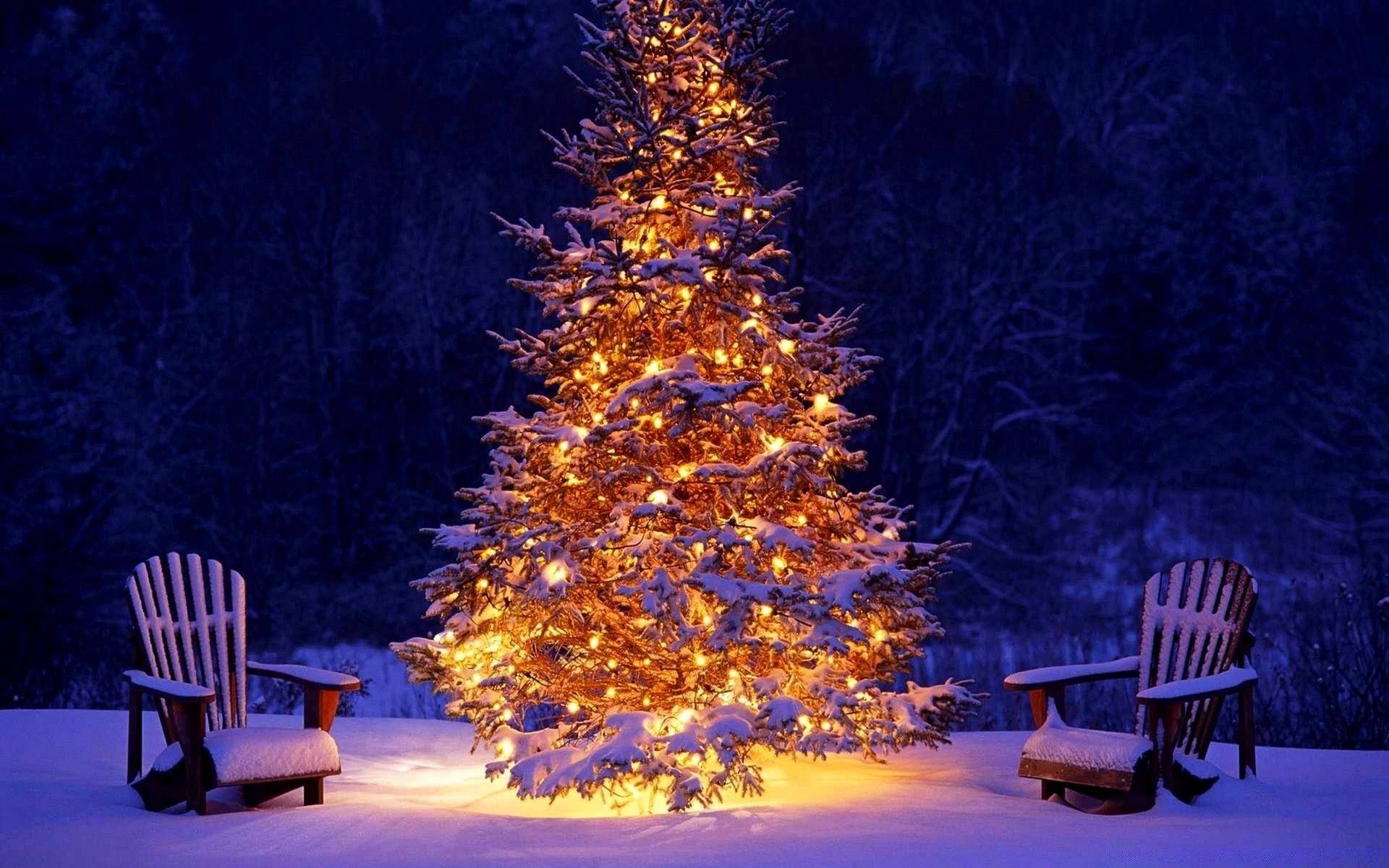Christmas Tree Outdoor Winter Wallpapers Wallpaper Cave