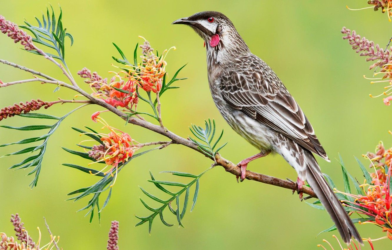 Australian Birds Wallpapers Wallpaper Cave