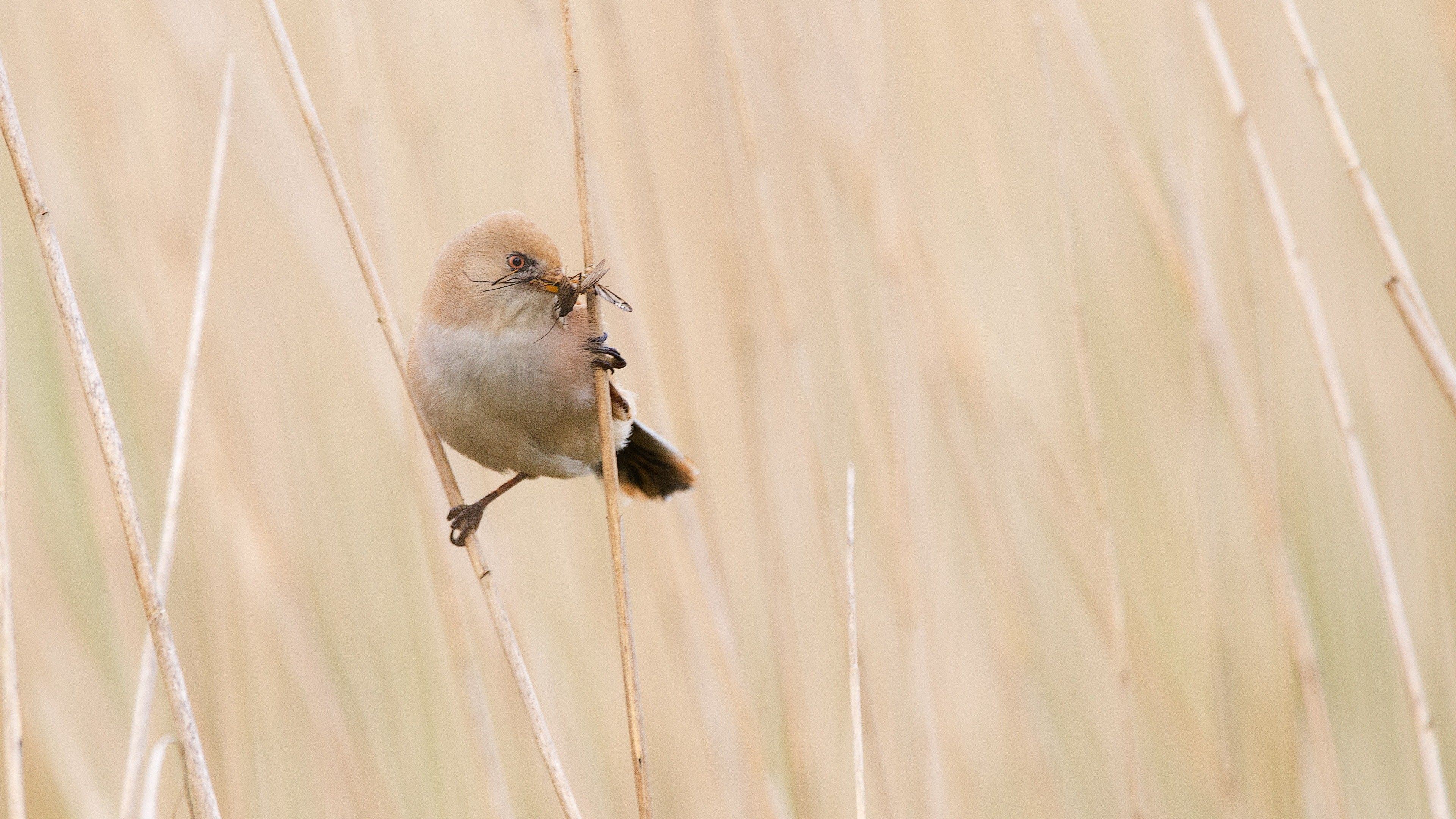 Australian Birds Wallpapers Wallpaper Cave