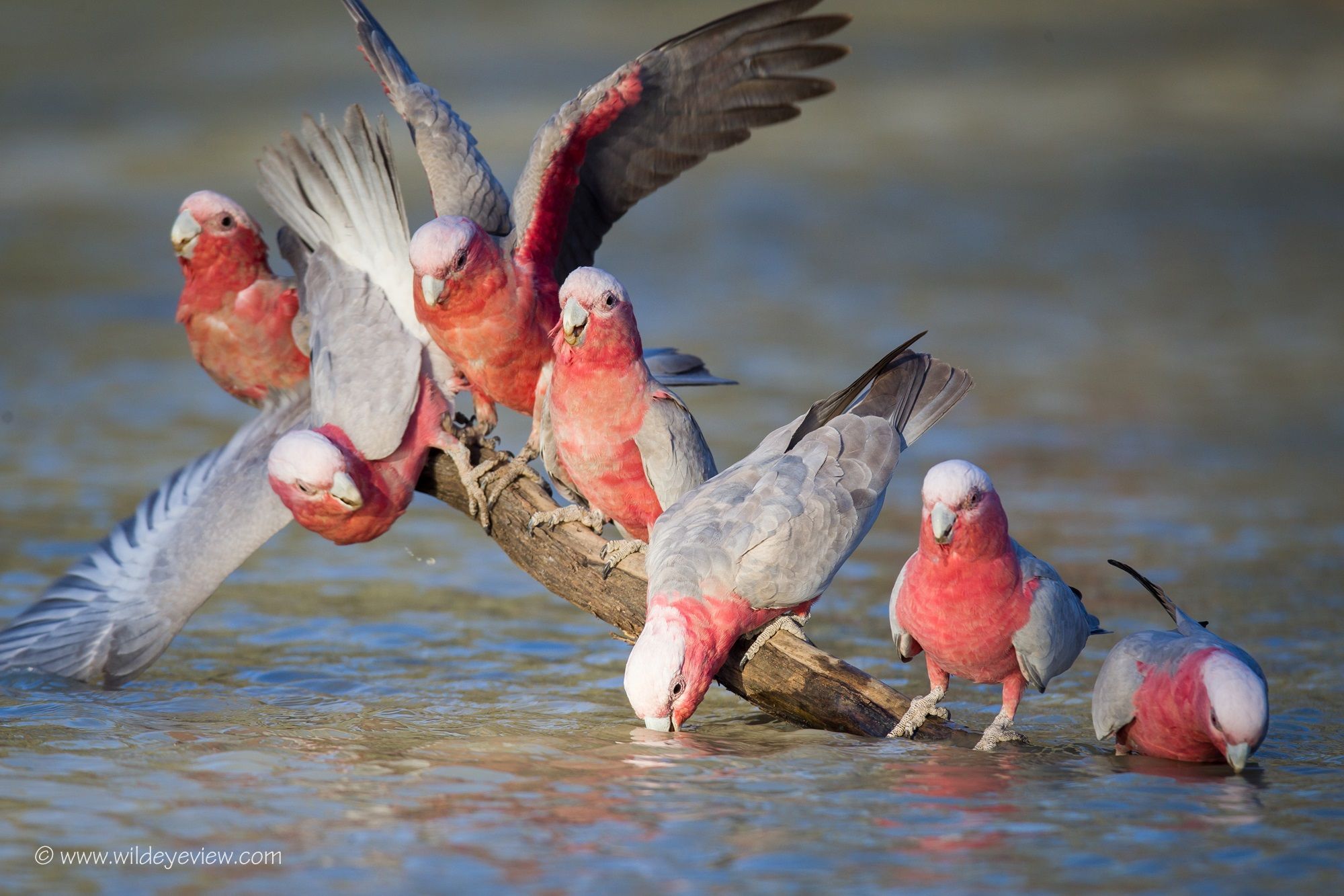 Australian Birds Wallpapers Wallpaper Cave