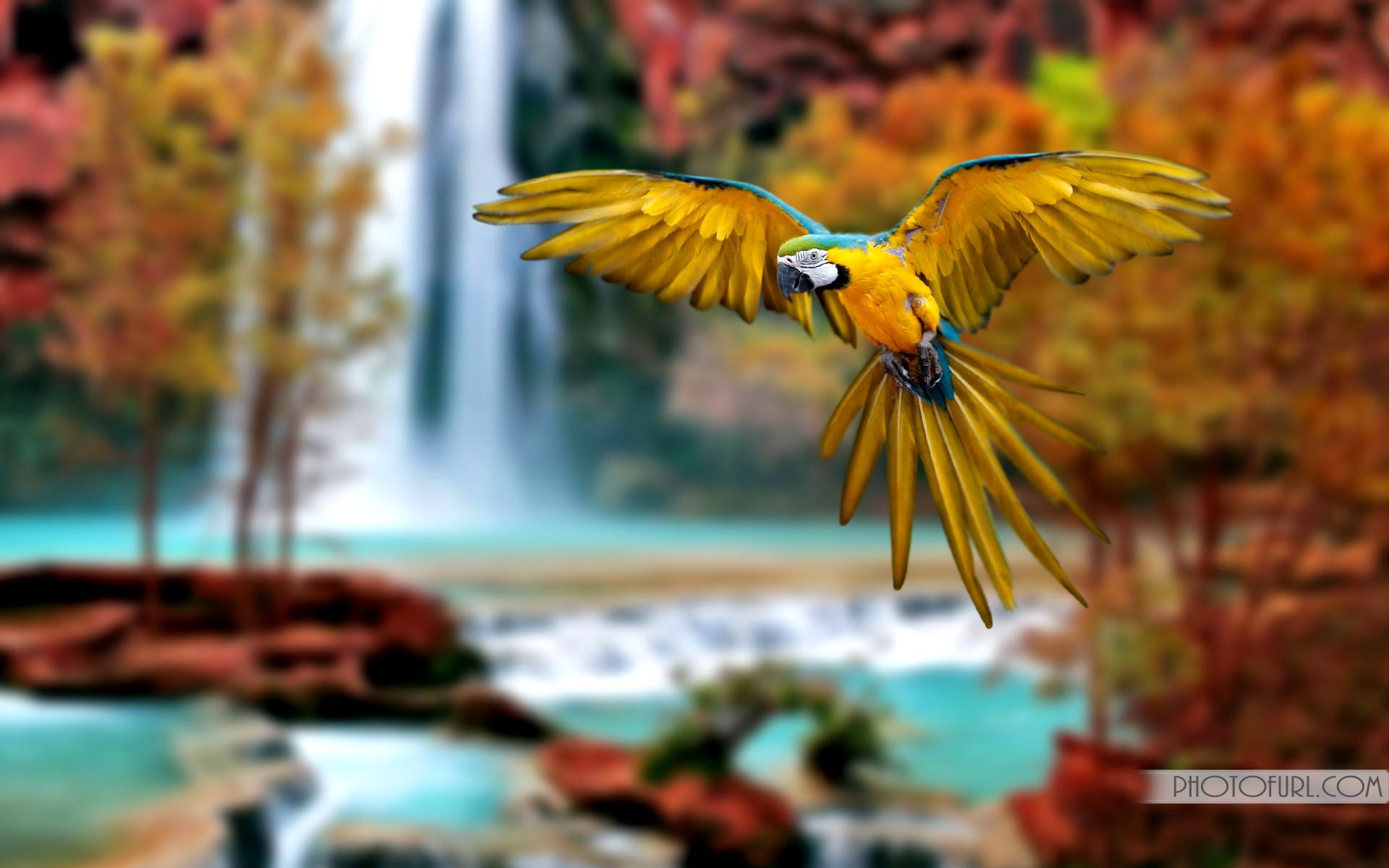 Australian Birds Wallpapers Wallpaper Cave