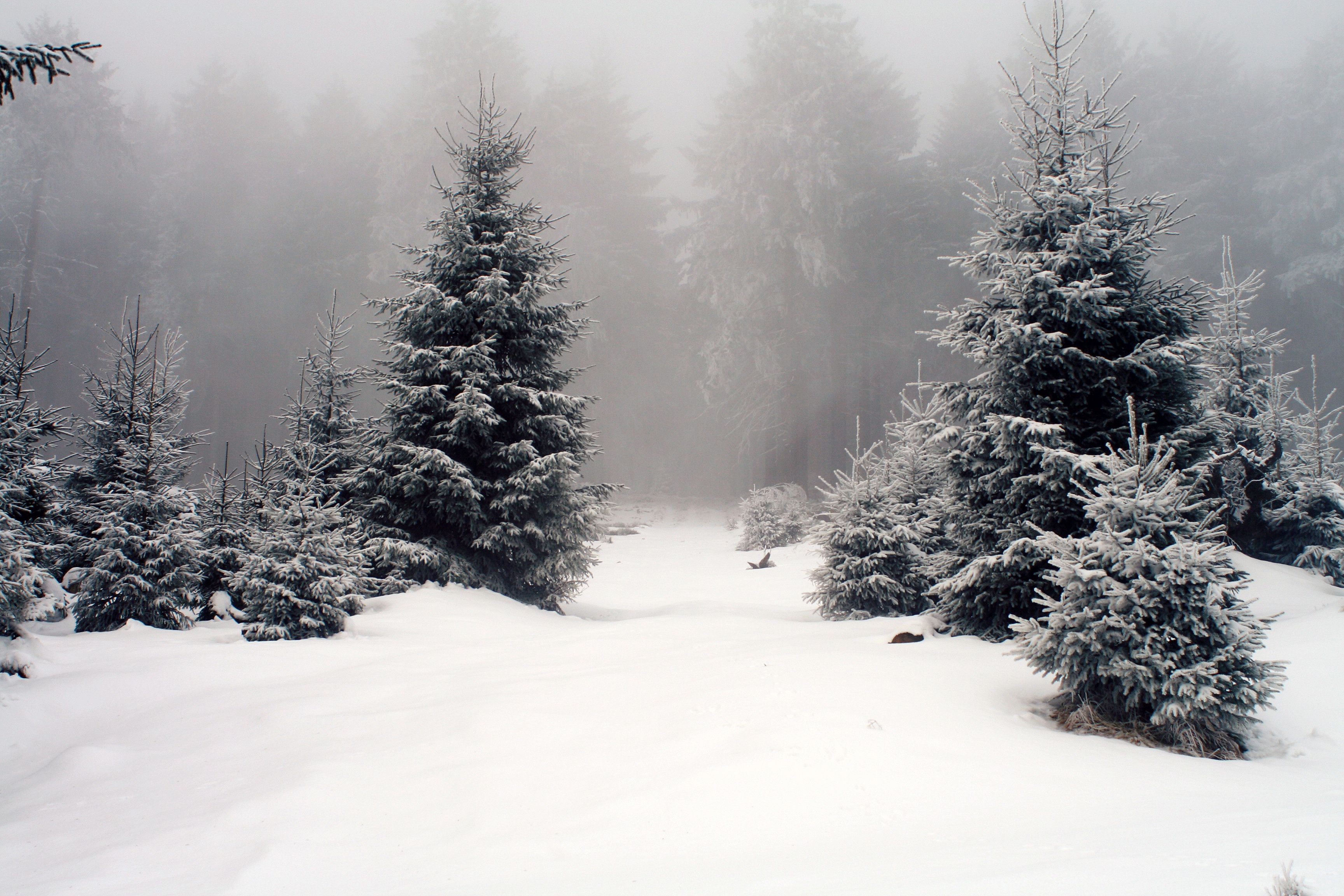 Black And White Winter Forest Wallpapers Wallpaper Cave