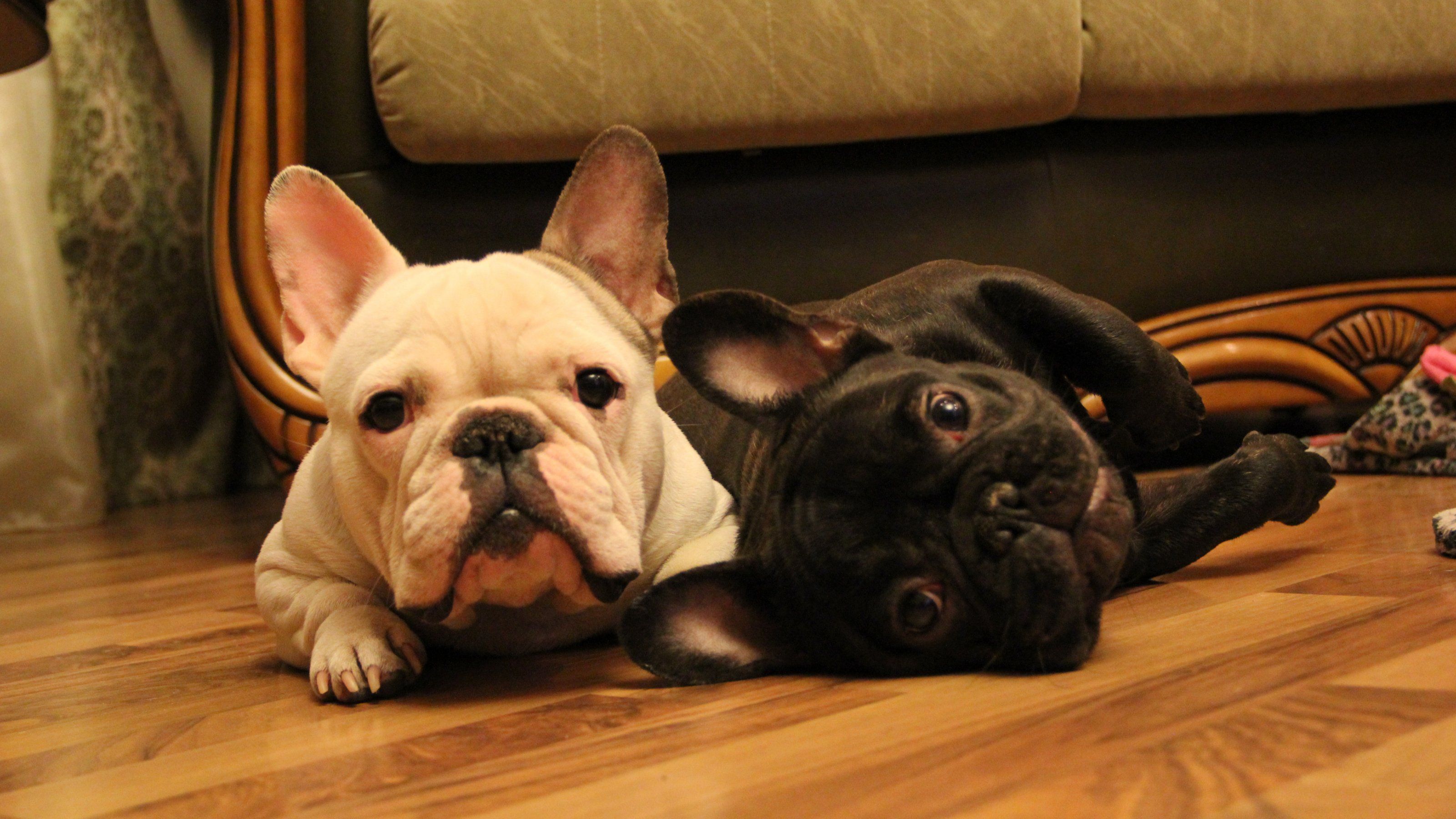 Aesthetic French Bulldog Wallpapers Wallpaper Cave