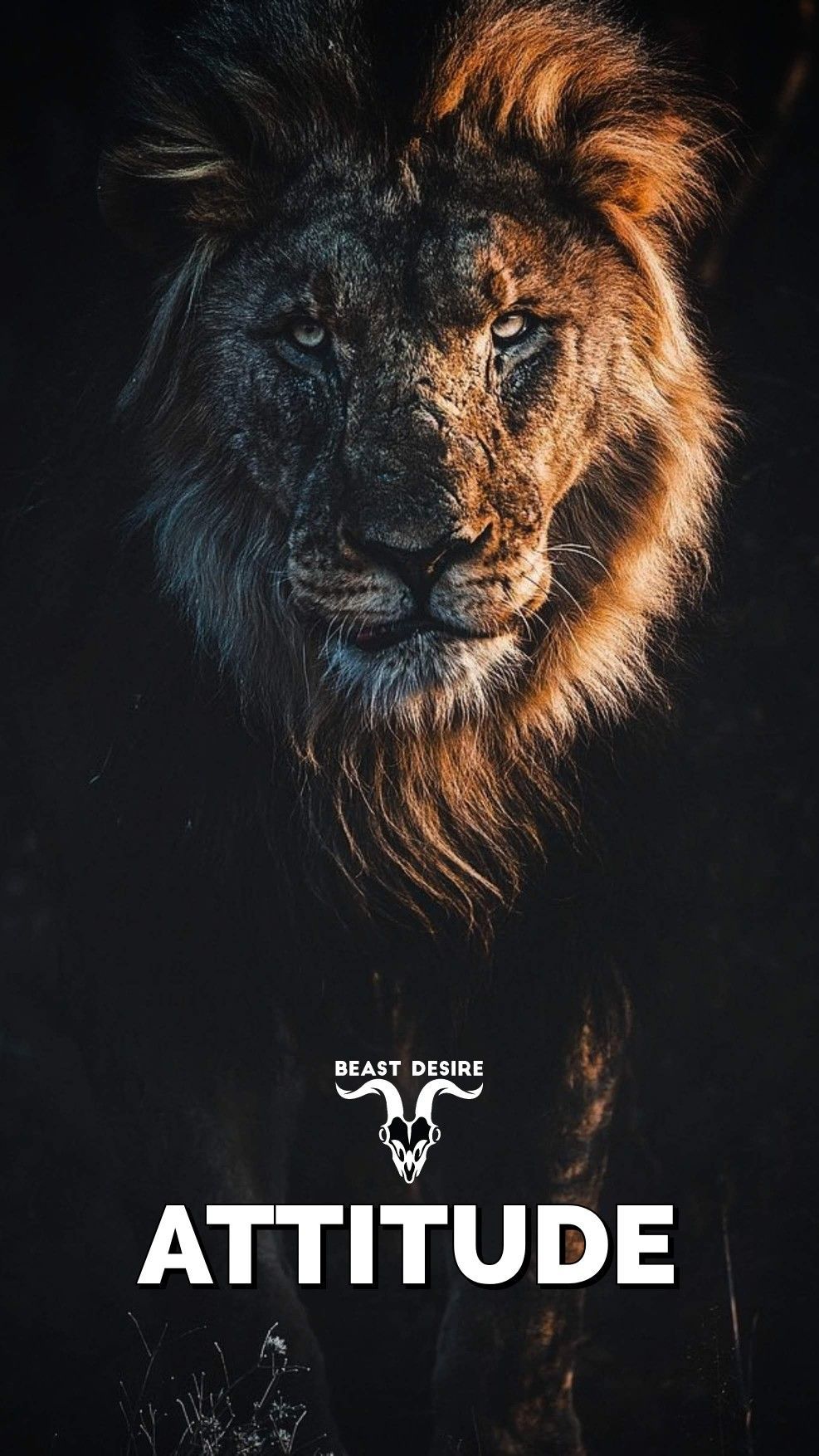 Lion Attitude Wallpapers Wallpaper Cave