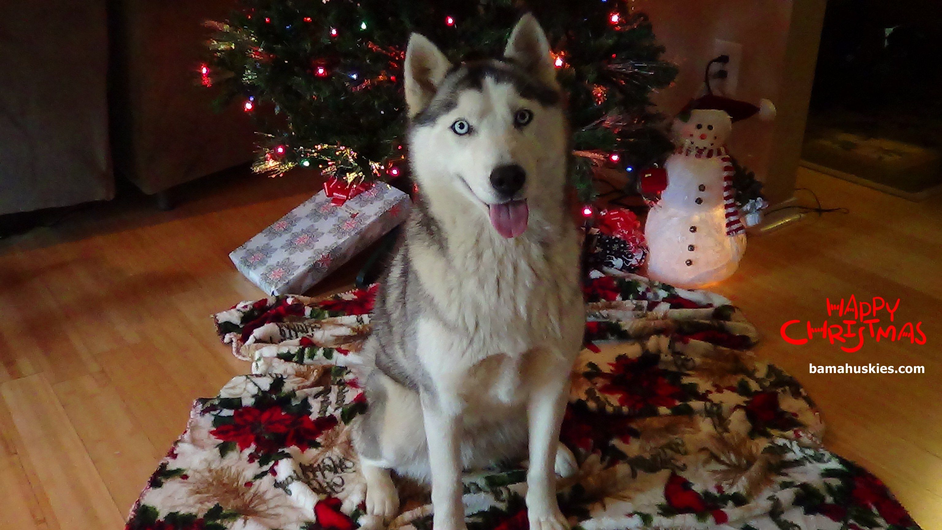 Husckes Christmas Images Huskies Christmas Wallpapers Wallpaper Cave