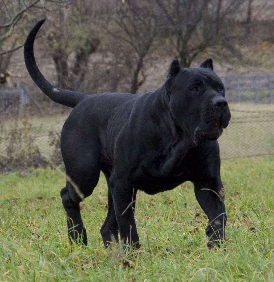 Canary Mastiff Wallpapers Wallpaper Cave