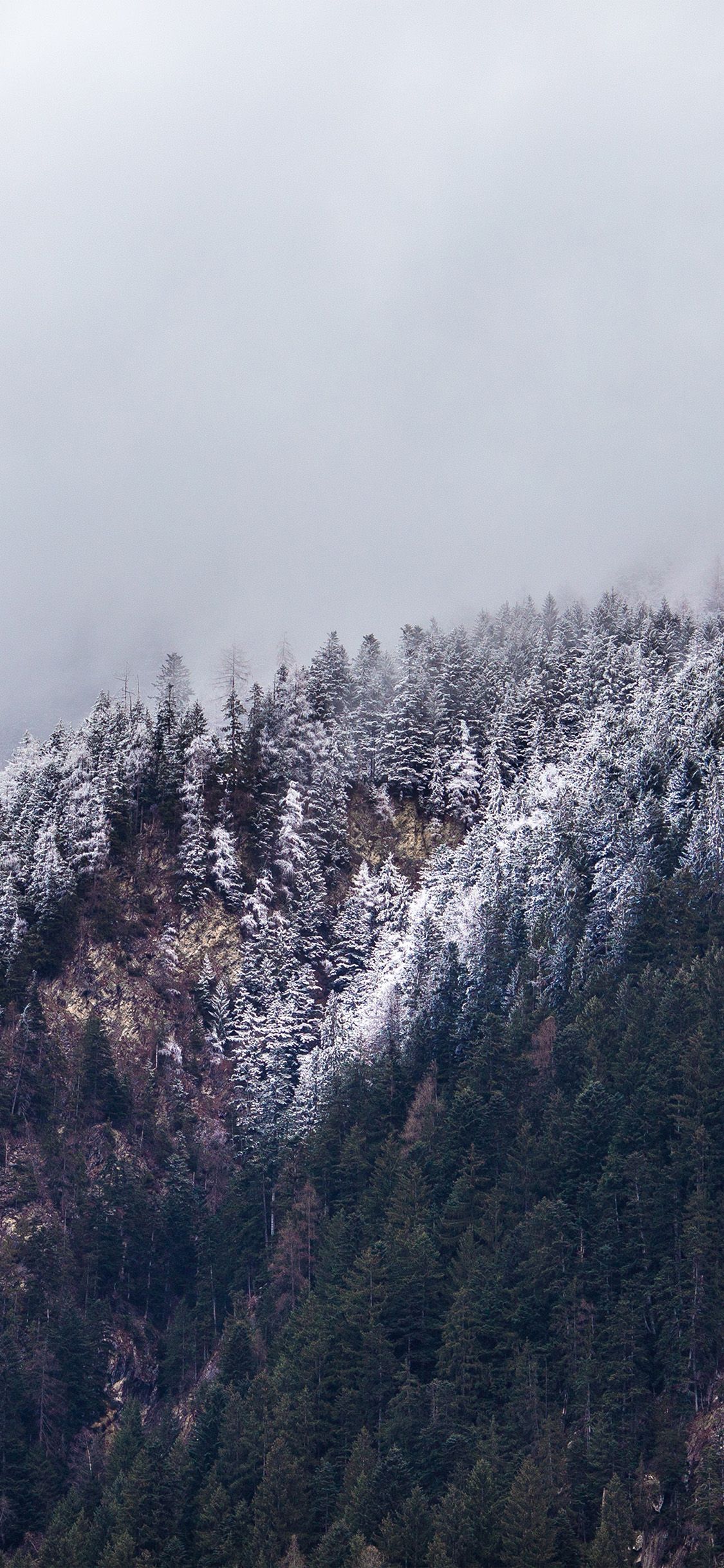 Winter Tree iPhone Wallpapers Wallpaper Cave