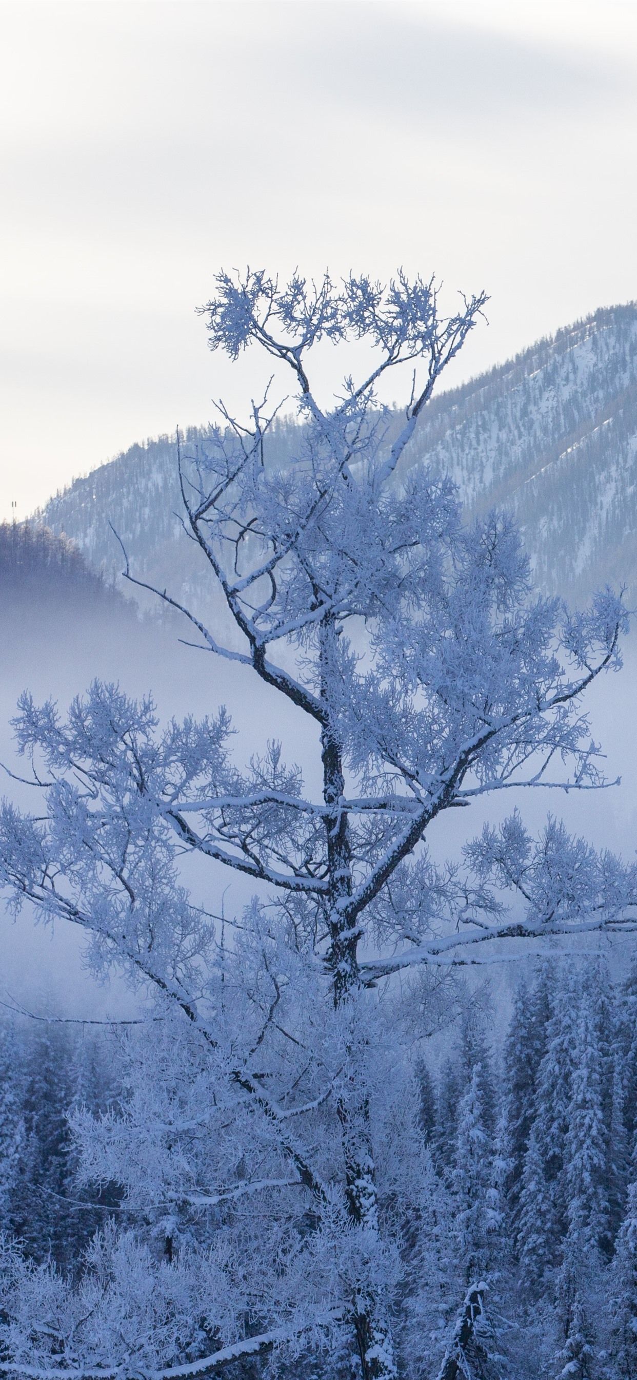 iPhone Winter Trees Wallpapers Wallpaper Cave