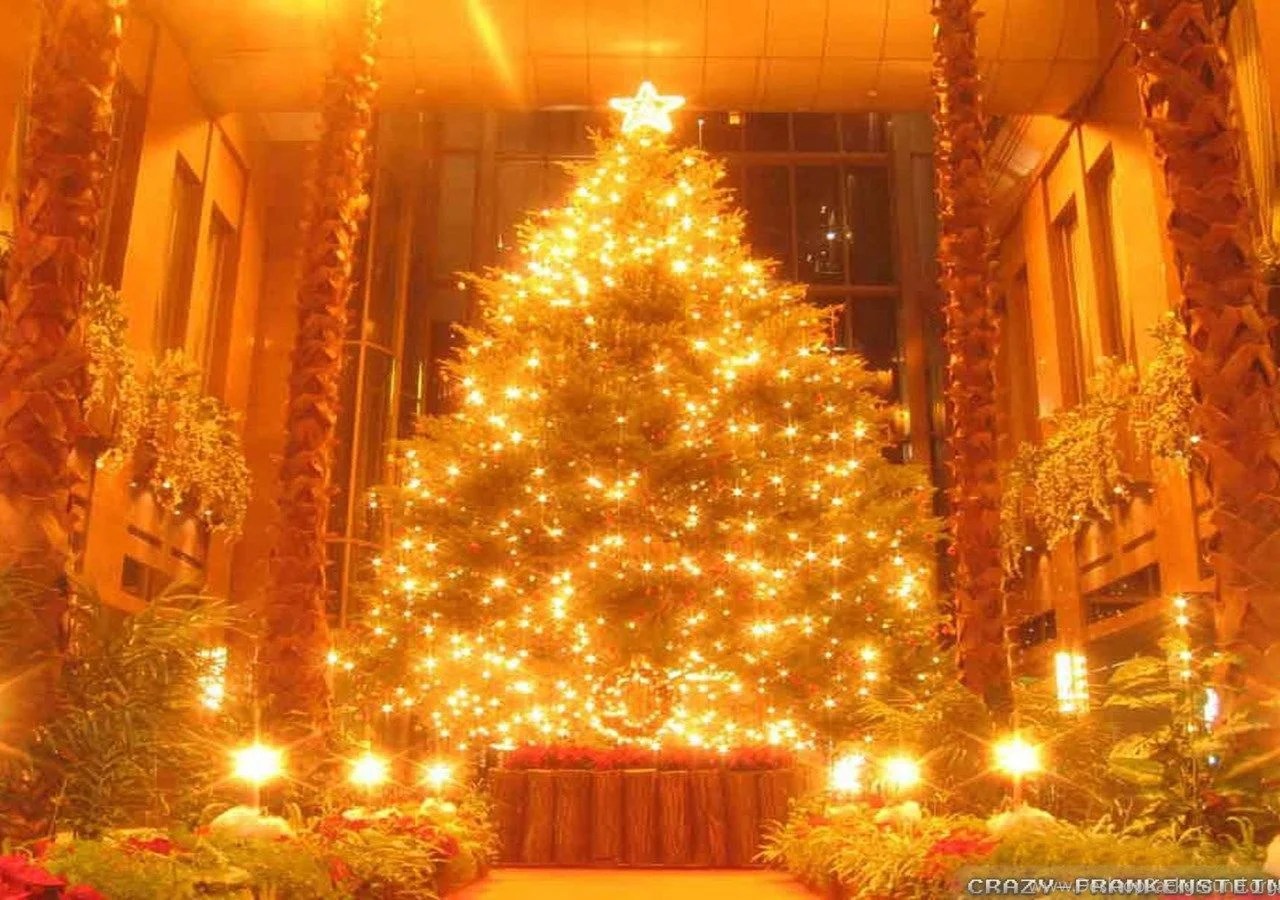 Orange Christmas Tree Wallpapers Wallpaper Cave