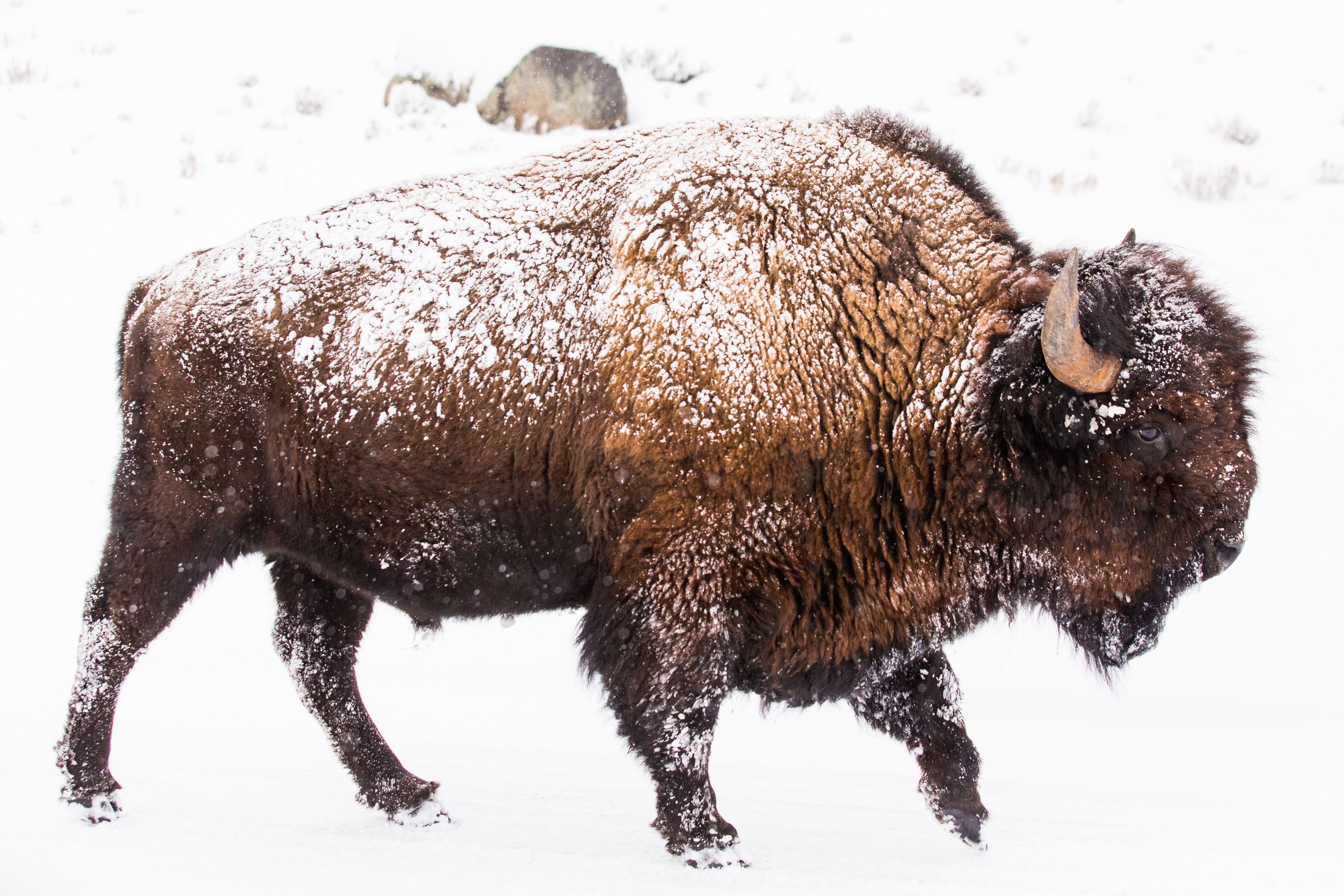 Winter Buffalo Wallpapers Wallpaper Cave