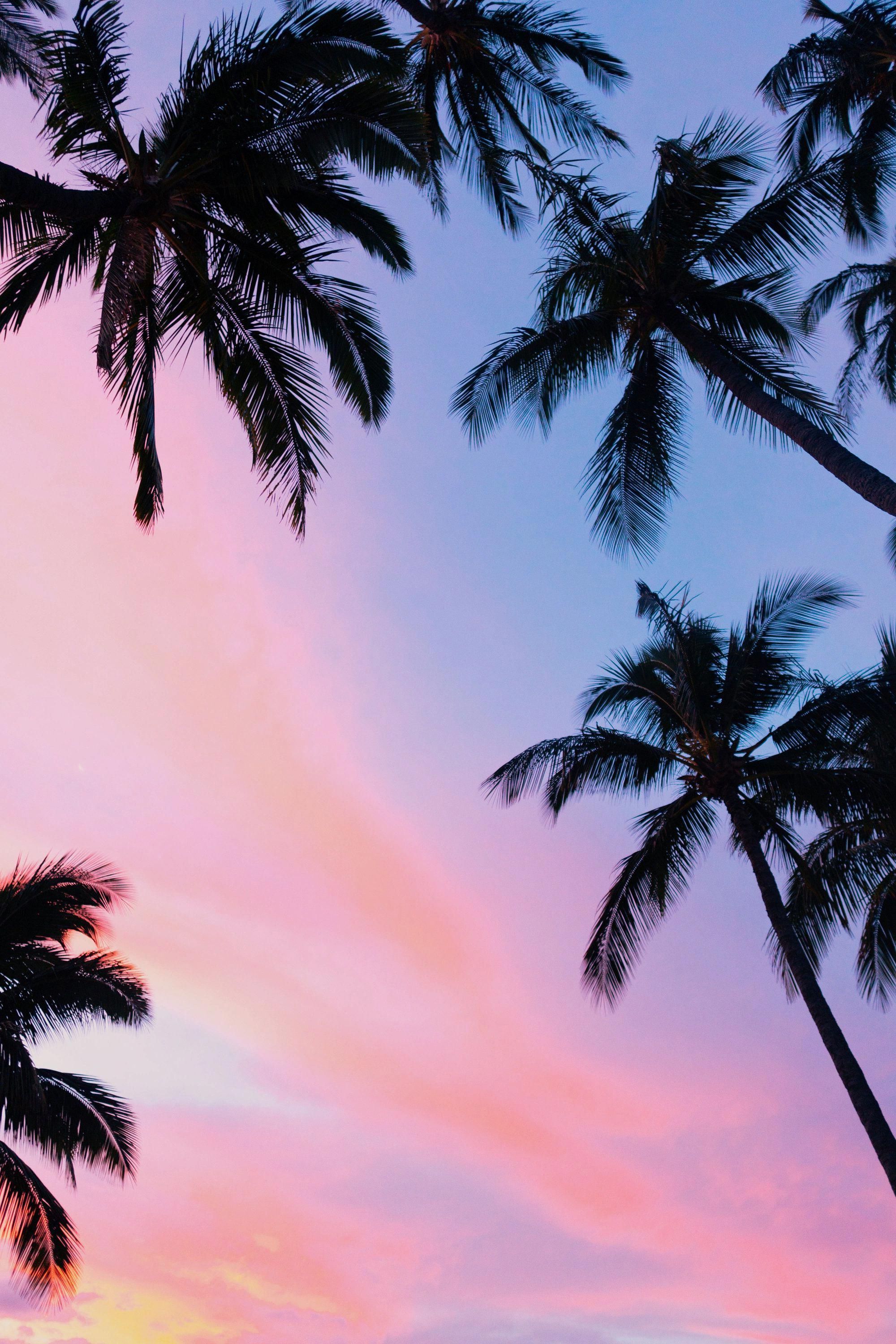 Palm Trees 4k Wallpapers Wallpaper Cave