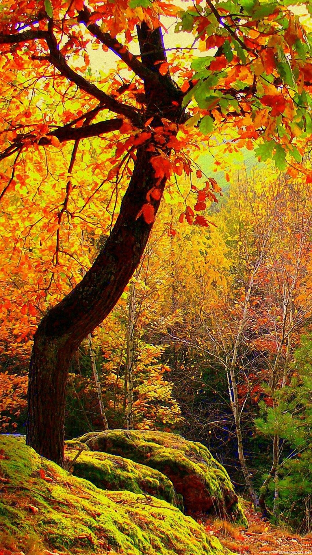 Vertical Autumn HD Wallpapers Wallpaper Cave