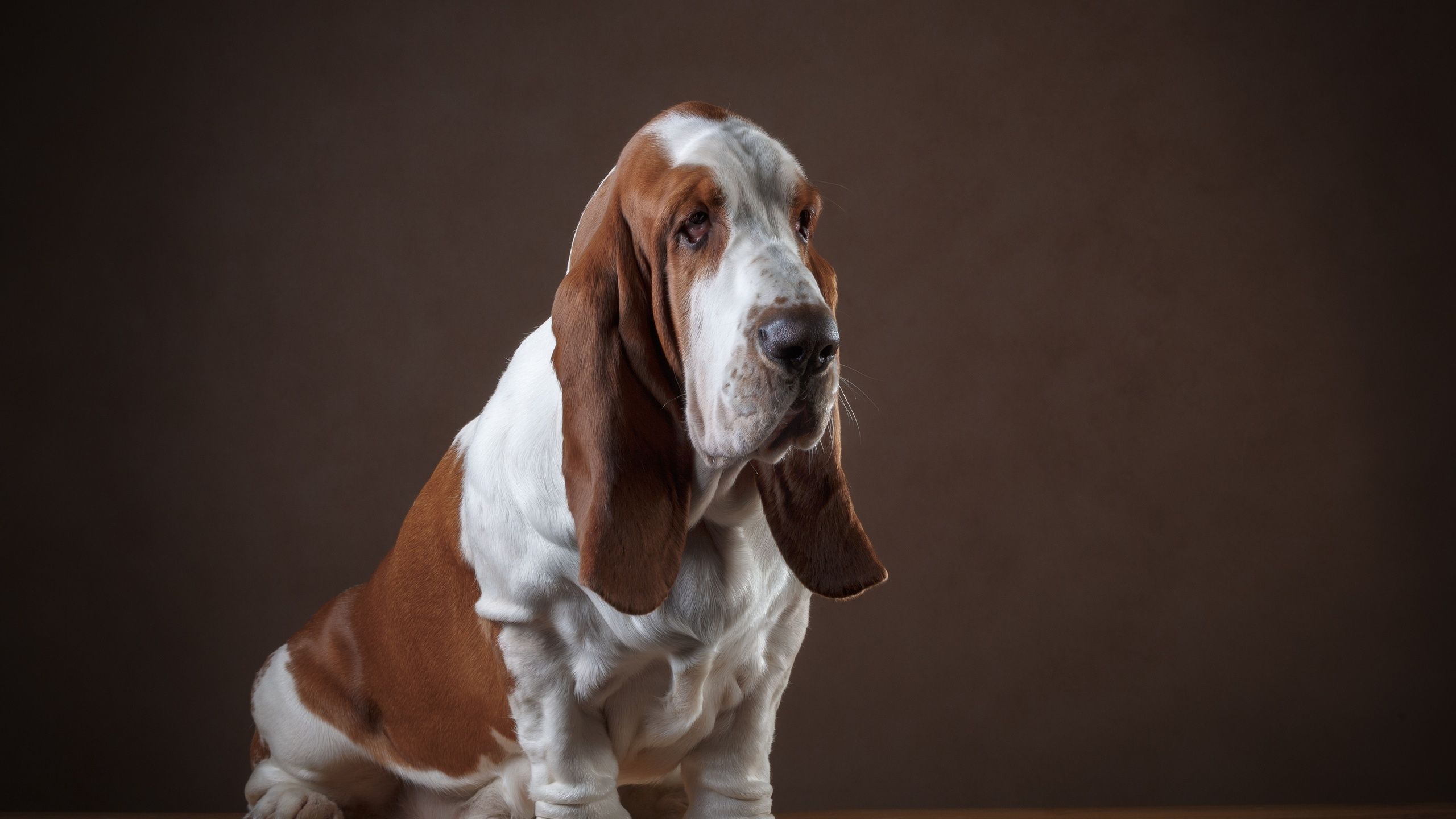 Basset Hounds Wallpapers Wallpaper Cave