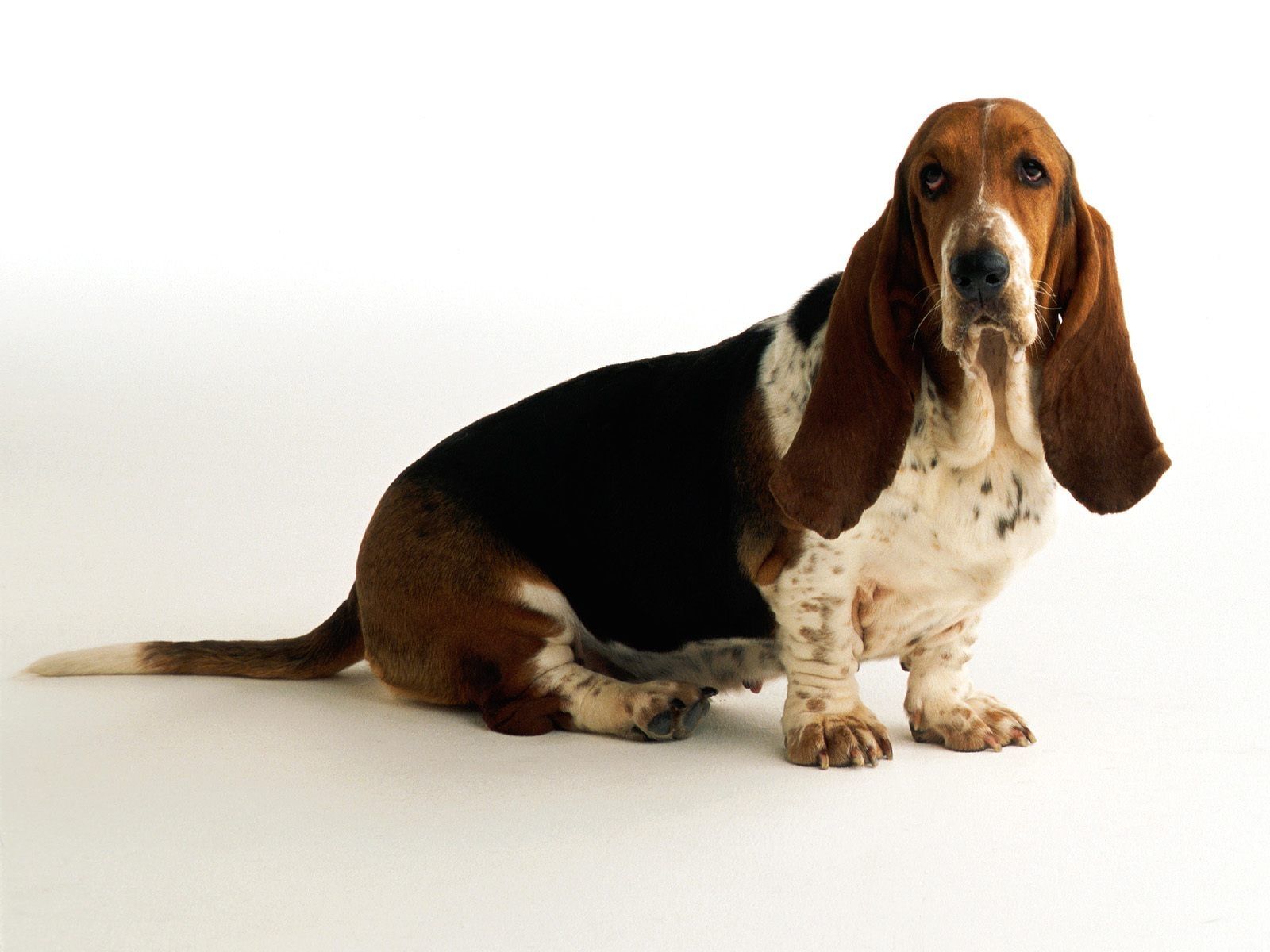 Basset Hounds Wallpapers Wallpaper Cave