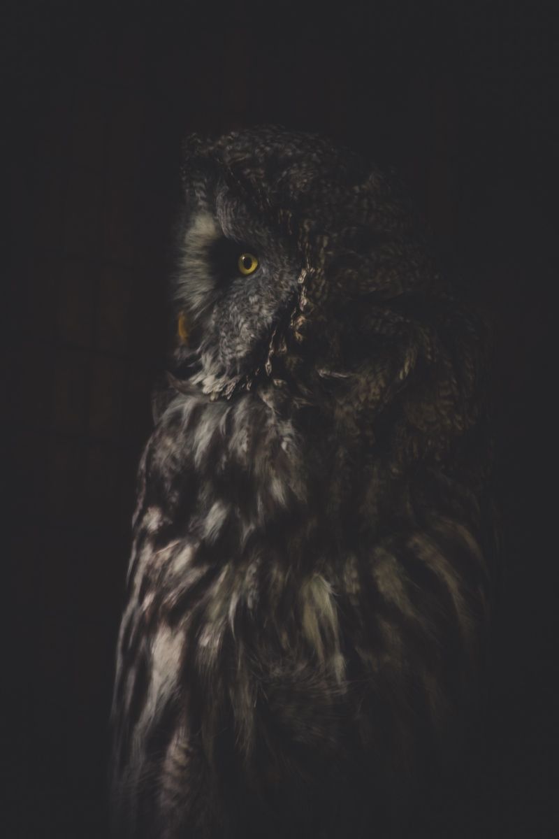Black Owl Wallpapers Wallpaper Cave