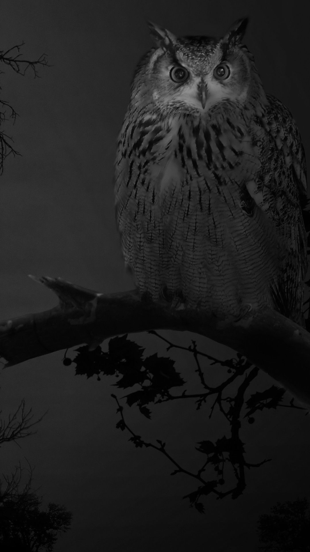 Black Owl Wallpapers Wallpaper Cave