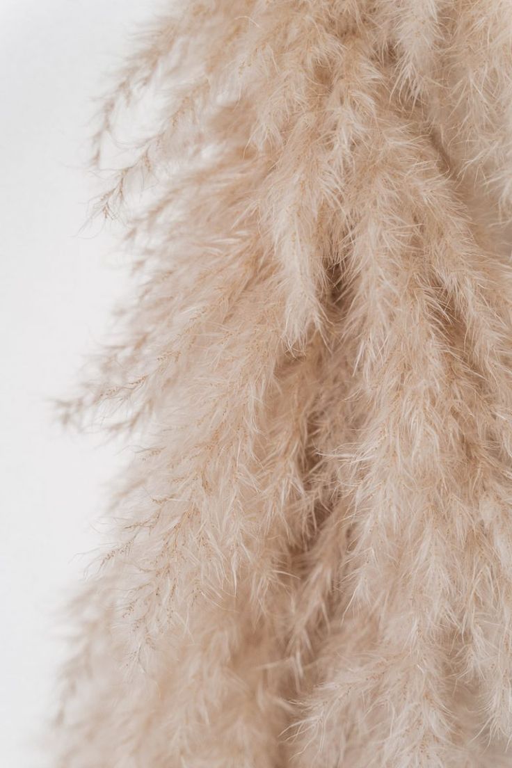 Cream Color Aesthetic Wallpapers Wallpaper Cave