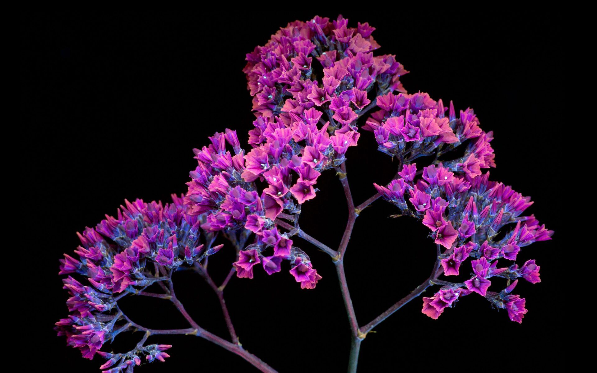 1920x1200 Oled Wallpapers Wallpaper Cave