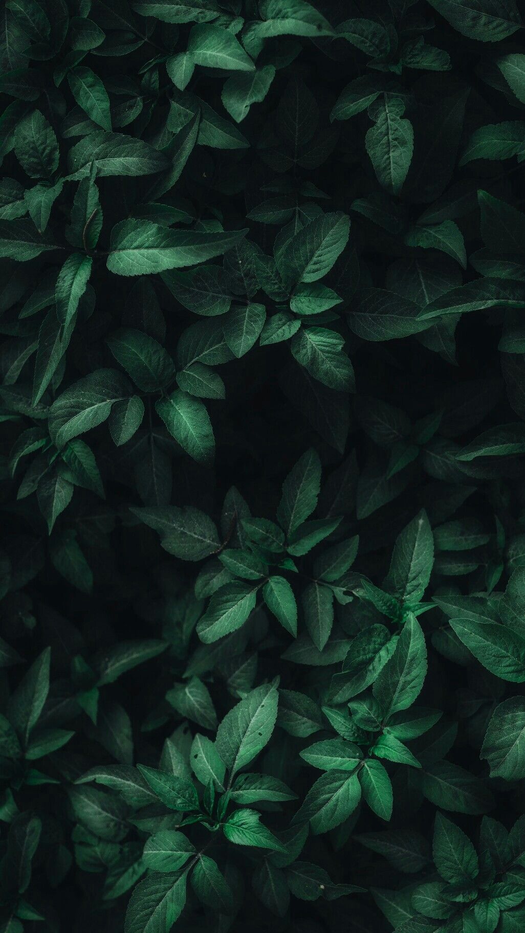 Dark Leaves Wallpapers Wallpaper Cave
